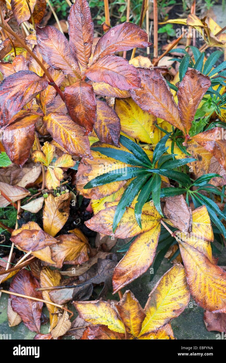 Rodgersia, montrant le feuillage d'automne avec evergreen Hellibore - helleborus foetidus, Banque D'Images