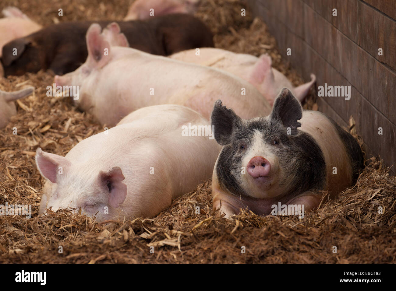 Porcs de finition à l'intérieur de la grange. La ferme porcine de l'UIP. Ames, Iowa. Banque D'Images
