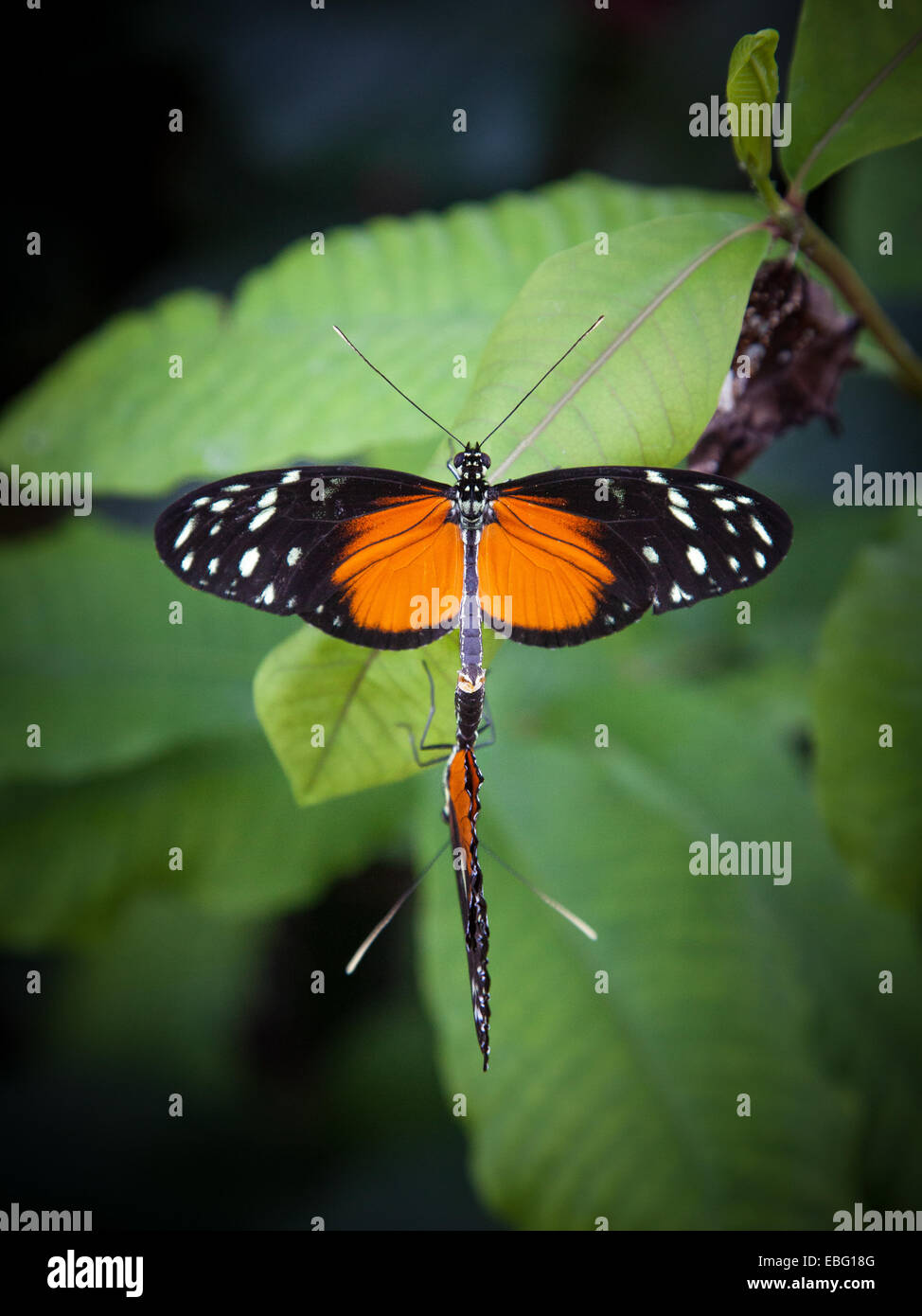 L'accouplement tiger longwing papillons. Banque D'Images