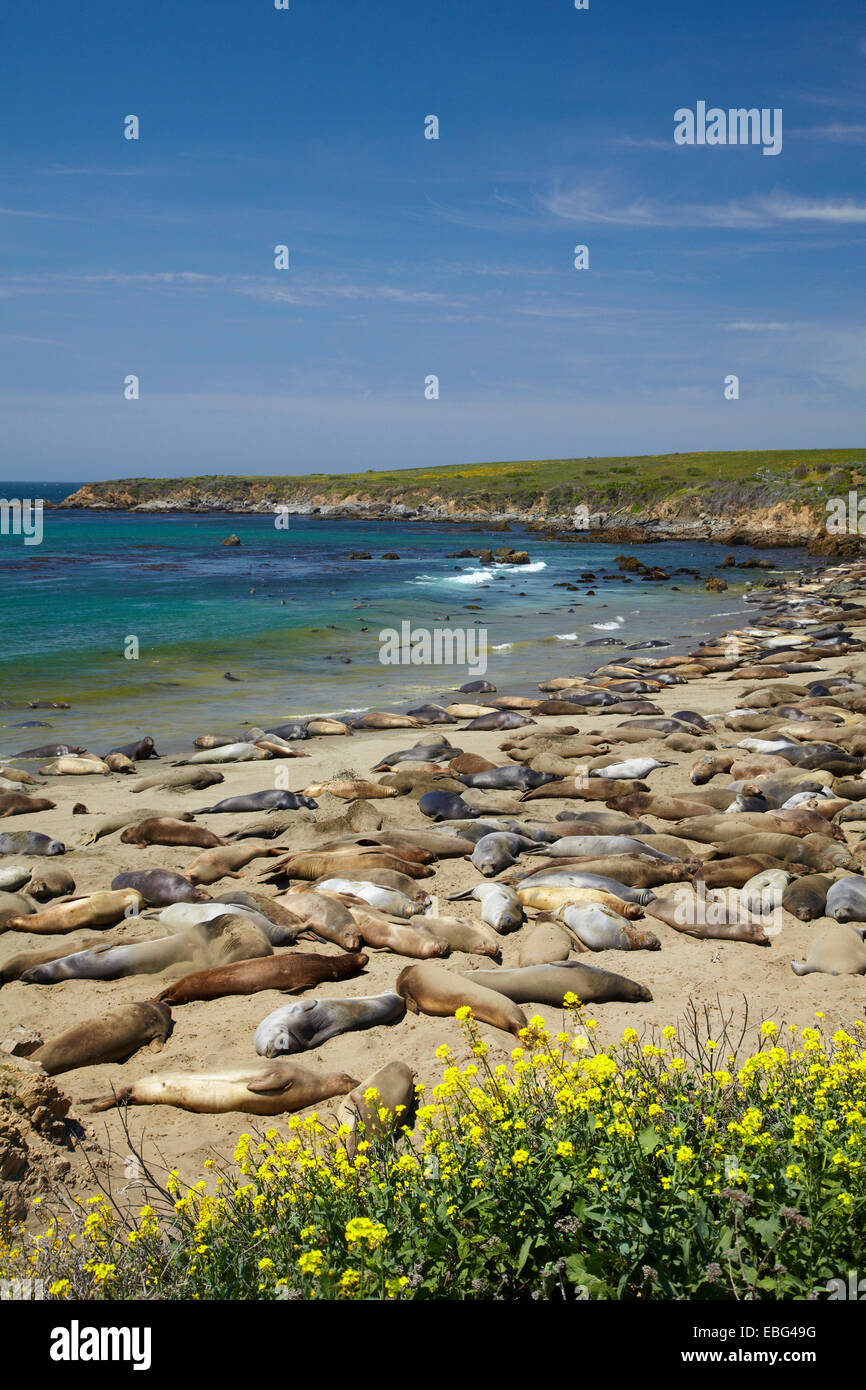 Le Nord de Piedras Blancas Elephant Seal rookery, Pacific Coast Highway, près de San Simeon, Central Coast, Californie, USA Banque D'Images