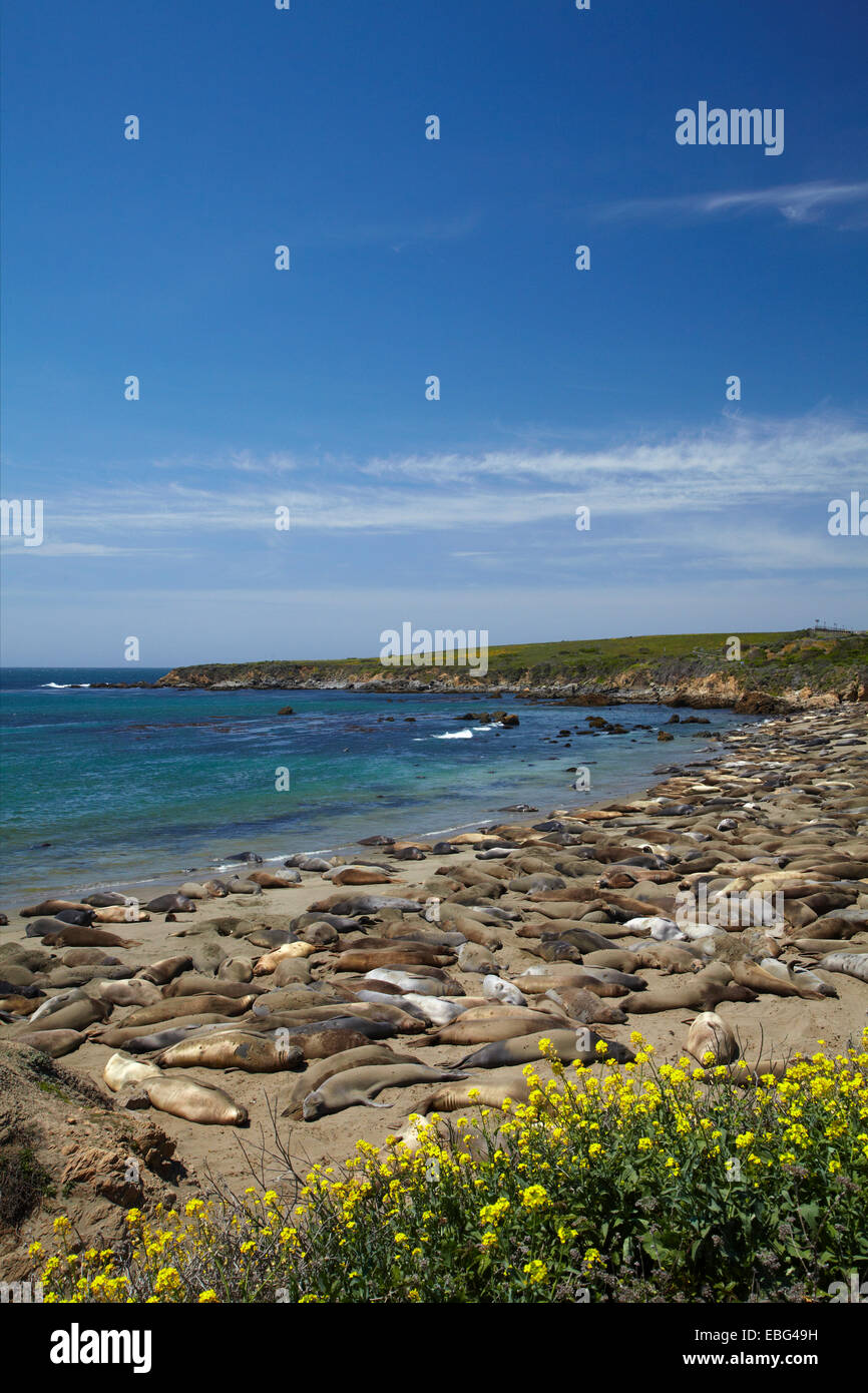 Le Nord de Piedras Blancas Elephant Seal rookery, Pacific Coast Highway, près de San Simeon, Central Coast, Californie, USA Banque D'Images