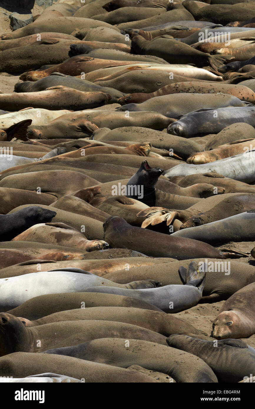 Le Nord de Piedras Blancas Elephant Seal rookery, Pacific Coast Highway, près de San Simeon, Central Coast, Californie, USA Banque D'Images