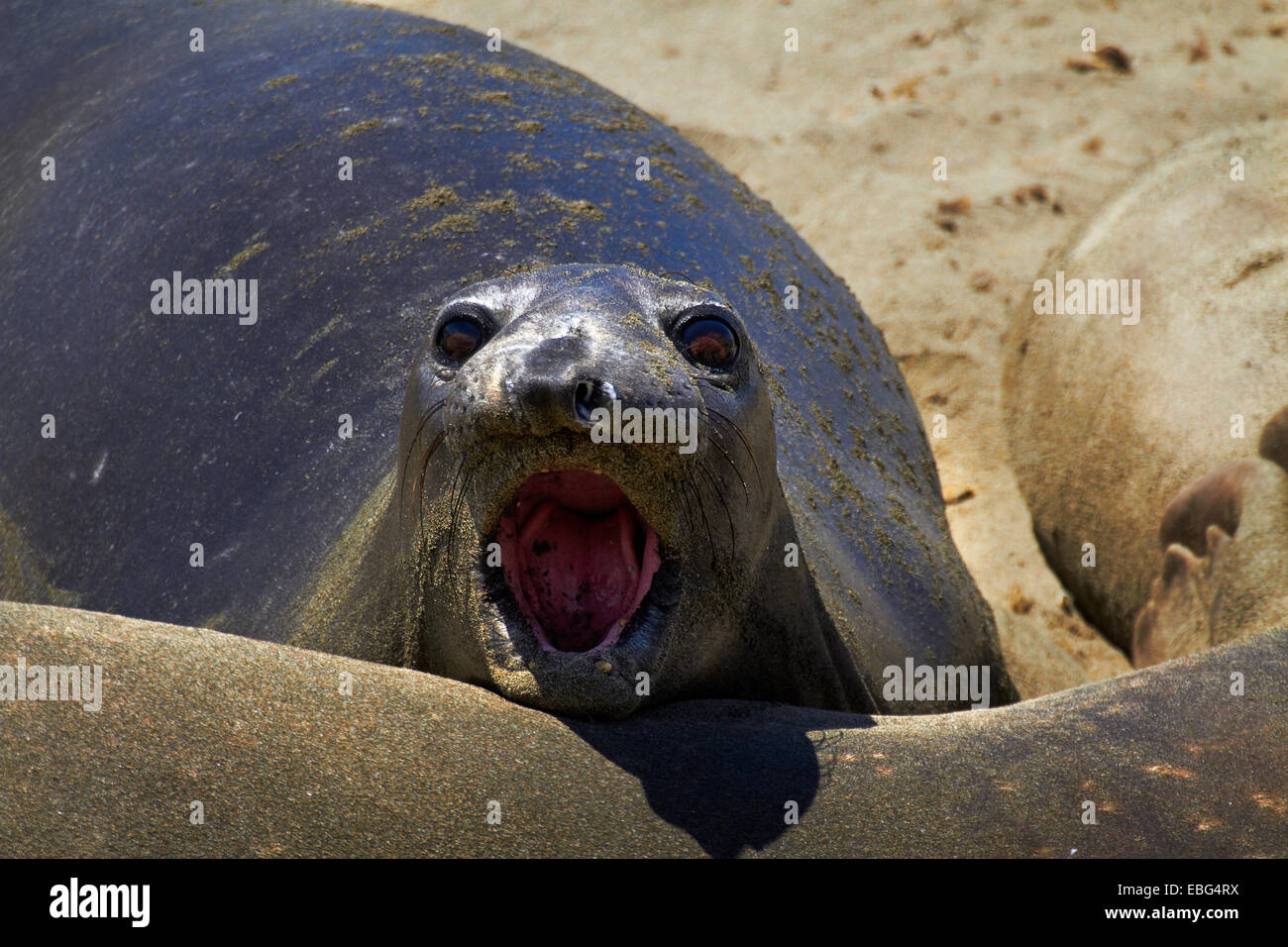 Le Nord de Piedras Blancas Elephant Seal rookery, Pacific Coast Highway, près de San Simeon, Central Coast, Californie, USA Banque D'Images