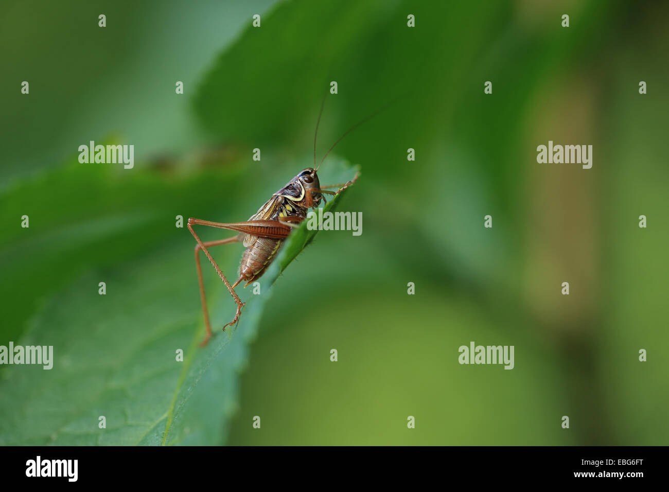 Roesel's Metrioptera roeselii (Bushcricket) Banque D'Images