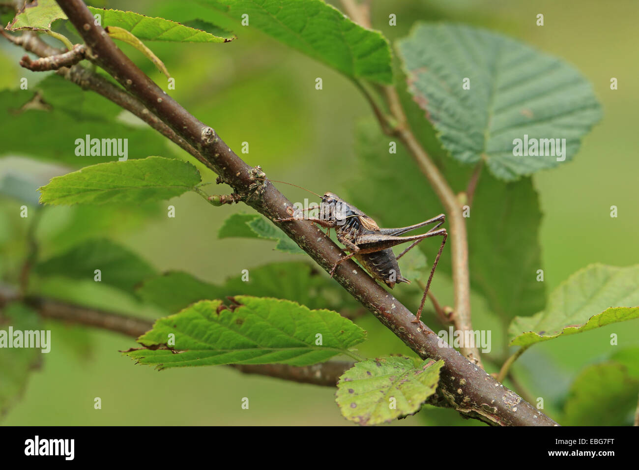 (Pholidoptera griseoaptera Bushcricket sombre) Banque D'Images