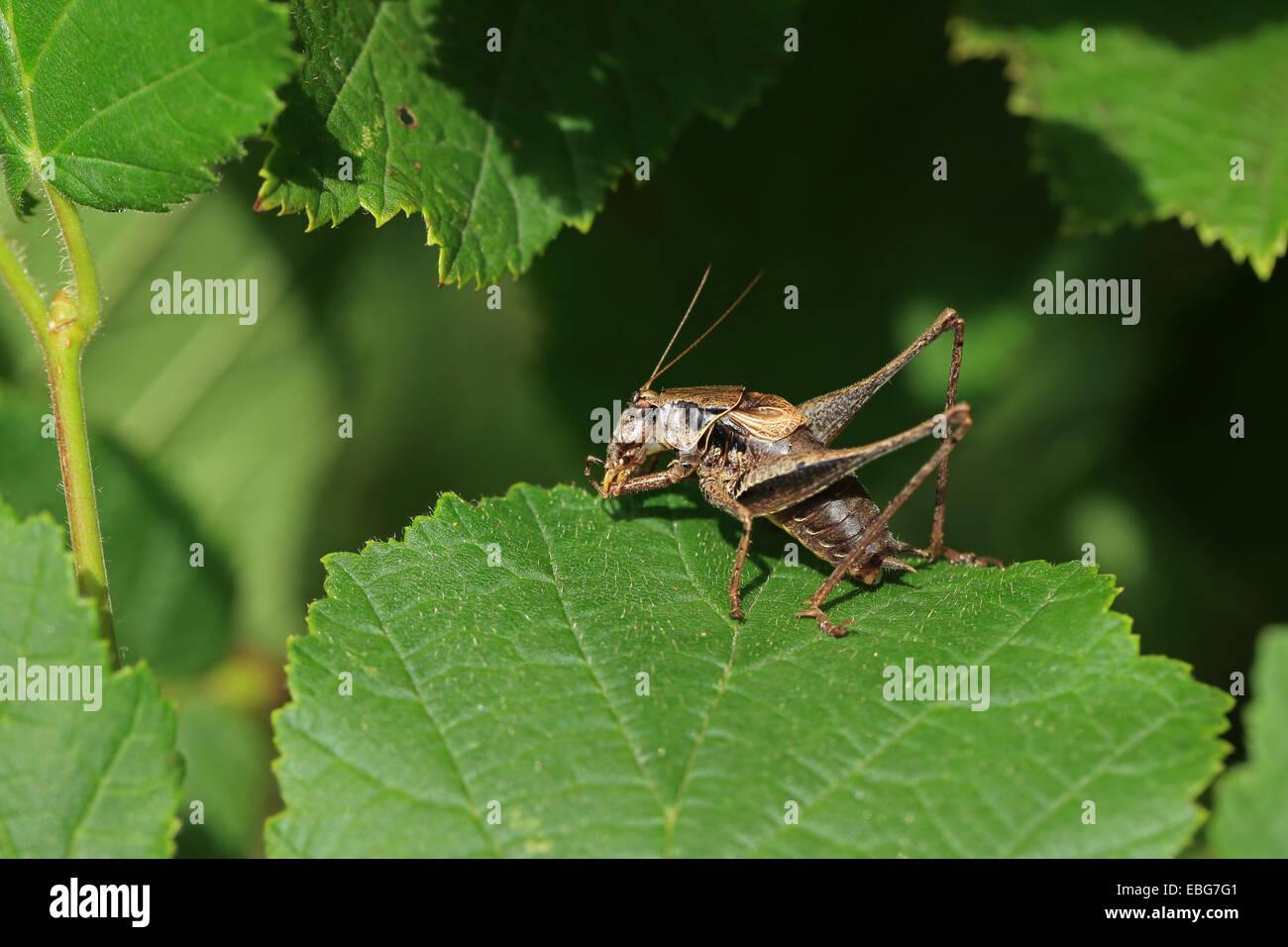 (Pholidoptera griseoaptera Bushcricket sombre) Banque D'Images