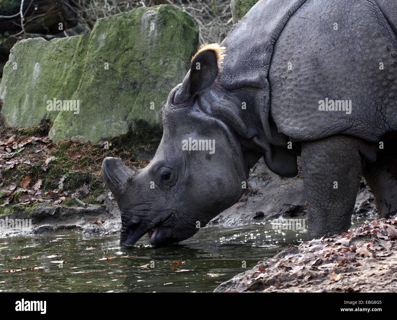 Les Indiens à une corne ( rhinocéros Rhinoceros unicornis), close-up de la tête tout en buvant Banque D'Images