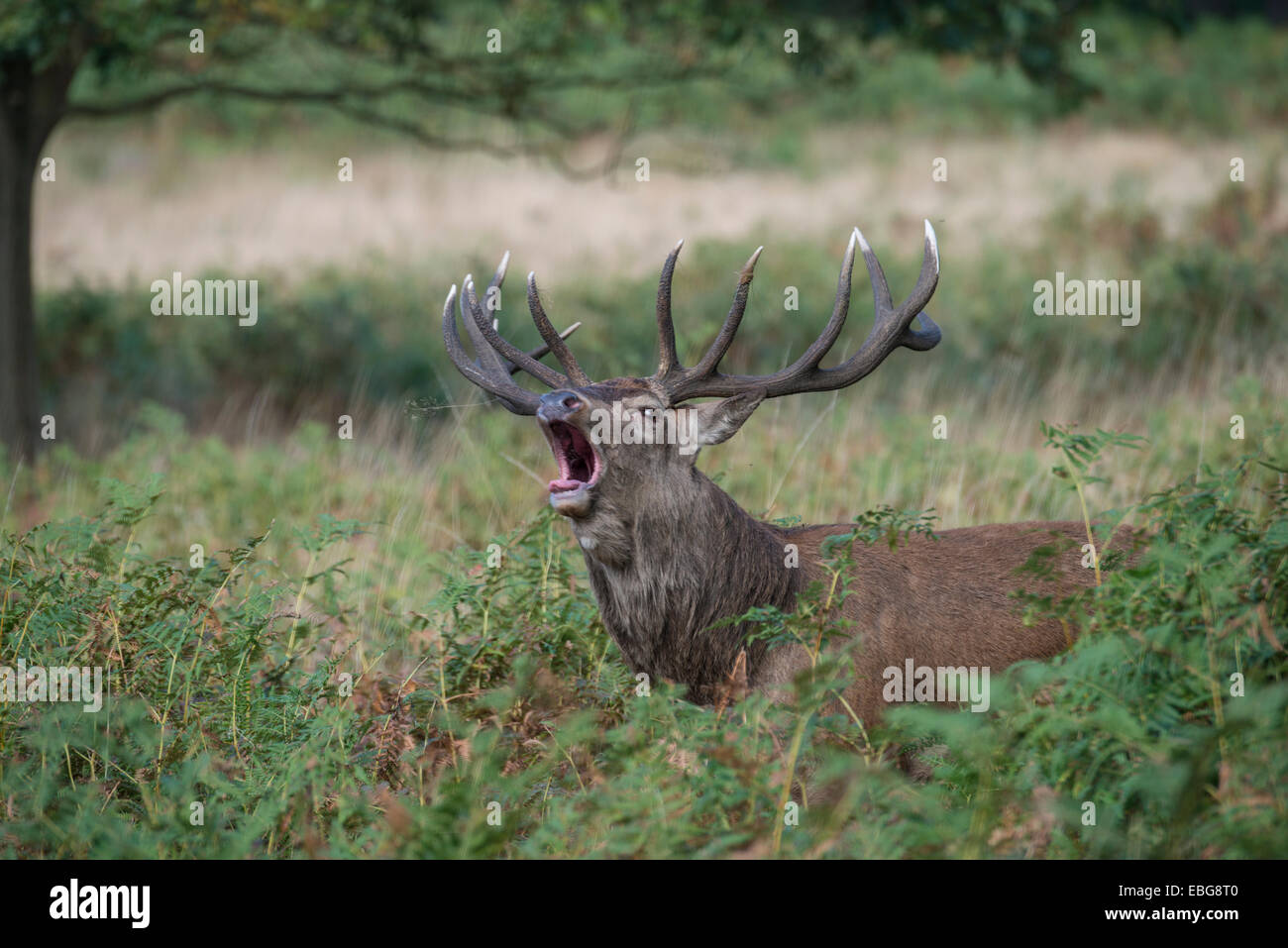 Red Deer : Cervus elaphus.Beuglant pendant le rut. Richmond Park, Surrey, Angleterre Banque D'Images