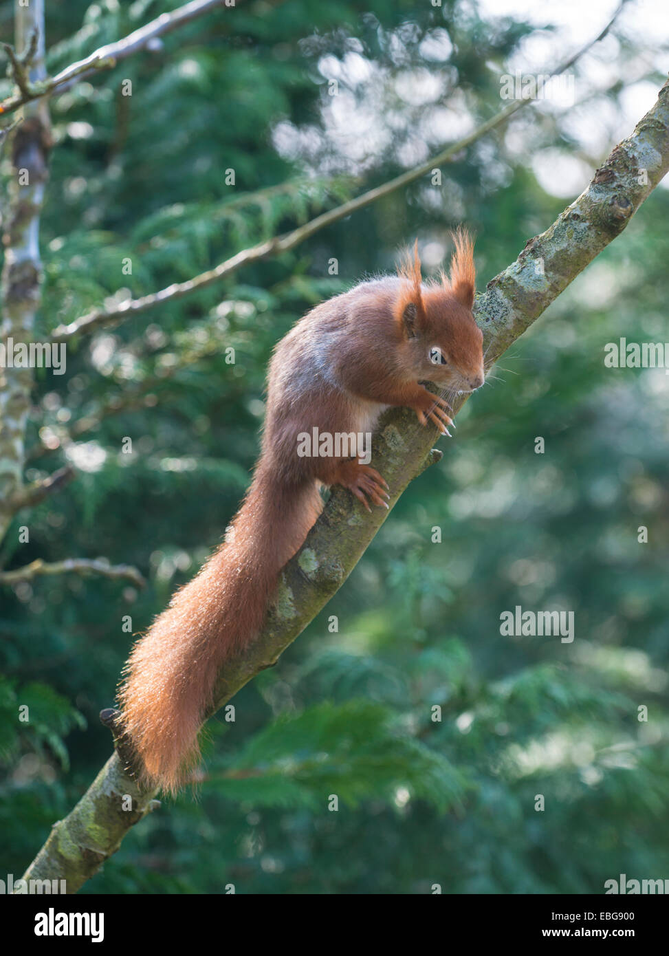 Écureuil rouge : Sciurus vulgaris. En captivité. Banque D'Images