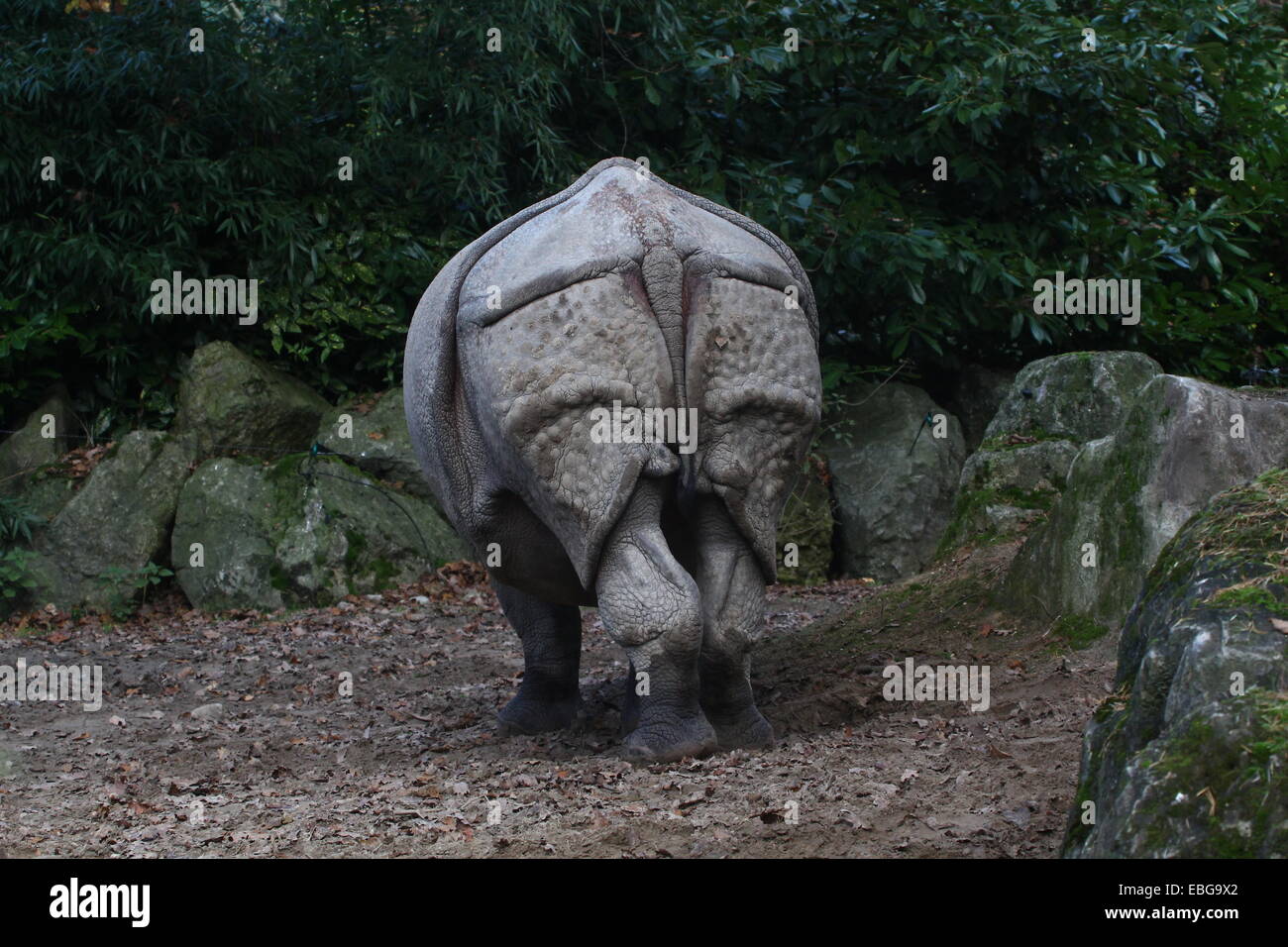 Les Indiens à une corne ( rhinocéros Rhinoceros unicornis) pâturage, vu de l'arrière Banque D'Images