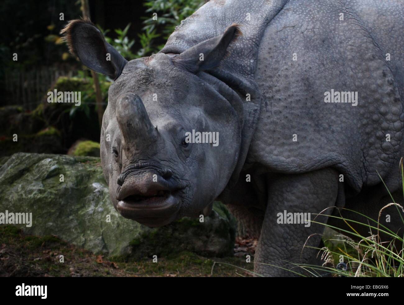 Les Indiens à une corne ( rhinocéros Rhinoceros unicornis), close-up de tête Banque D'Images