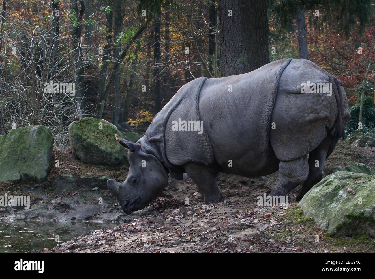 Les Indiens à une corne ( rhinocéros Rhinoceros unicornis) dans un cadre d'automne Banque D'Images