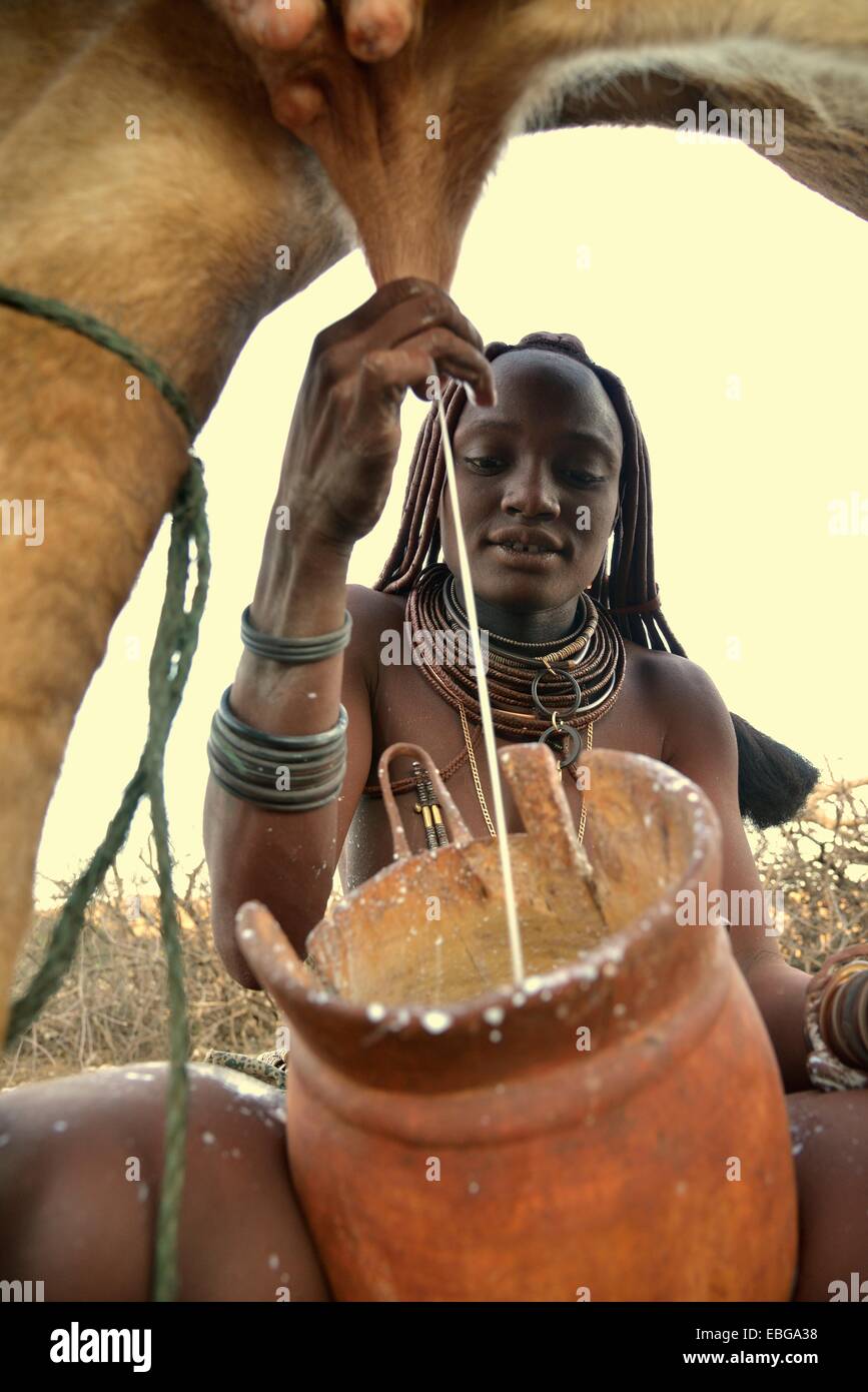 Femme Himba traire une vache, Ombombo, Kaokoland, Kunene, Namibie Banque D'Images