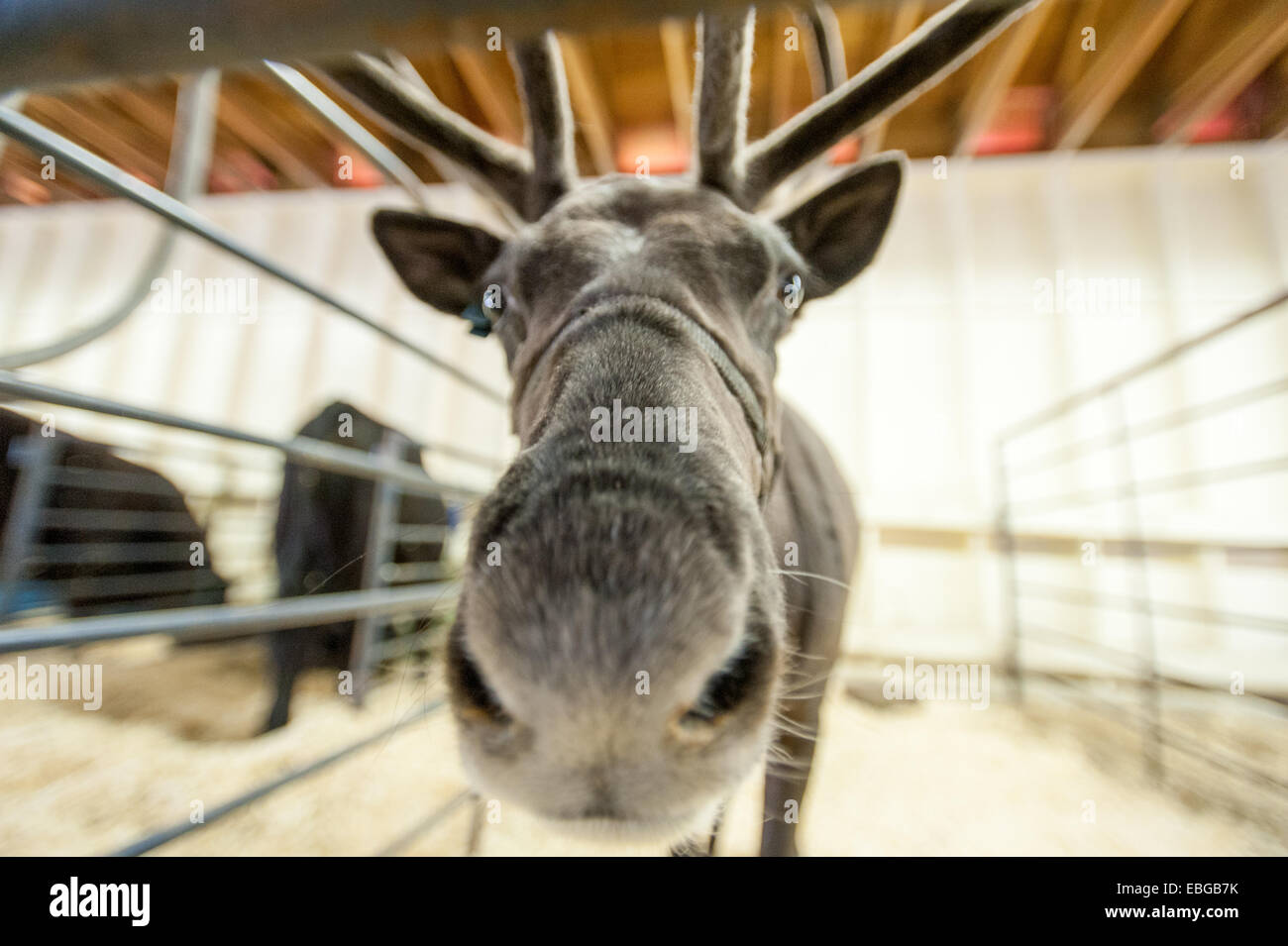 Portrait d'un renne (Rangifer tarandus) Banque D'Images