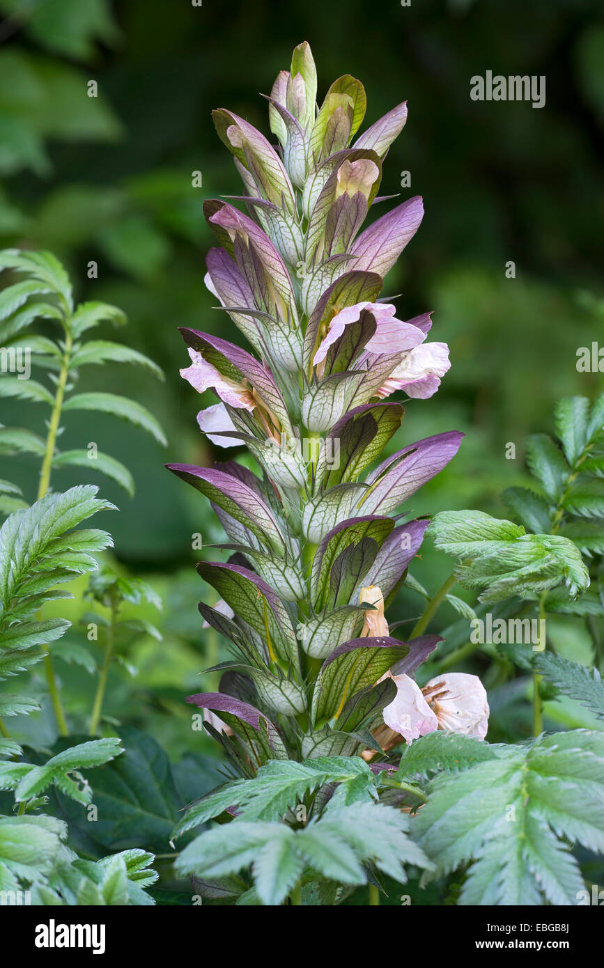 Silverweed potentille (Potentilla anserina), Jardin botanique de l'Université d'Innsbruck, Innsbruck, Tyrol, Autriche Banque D'Images