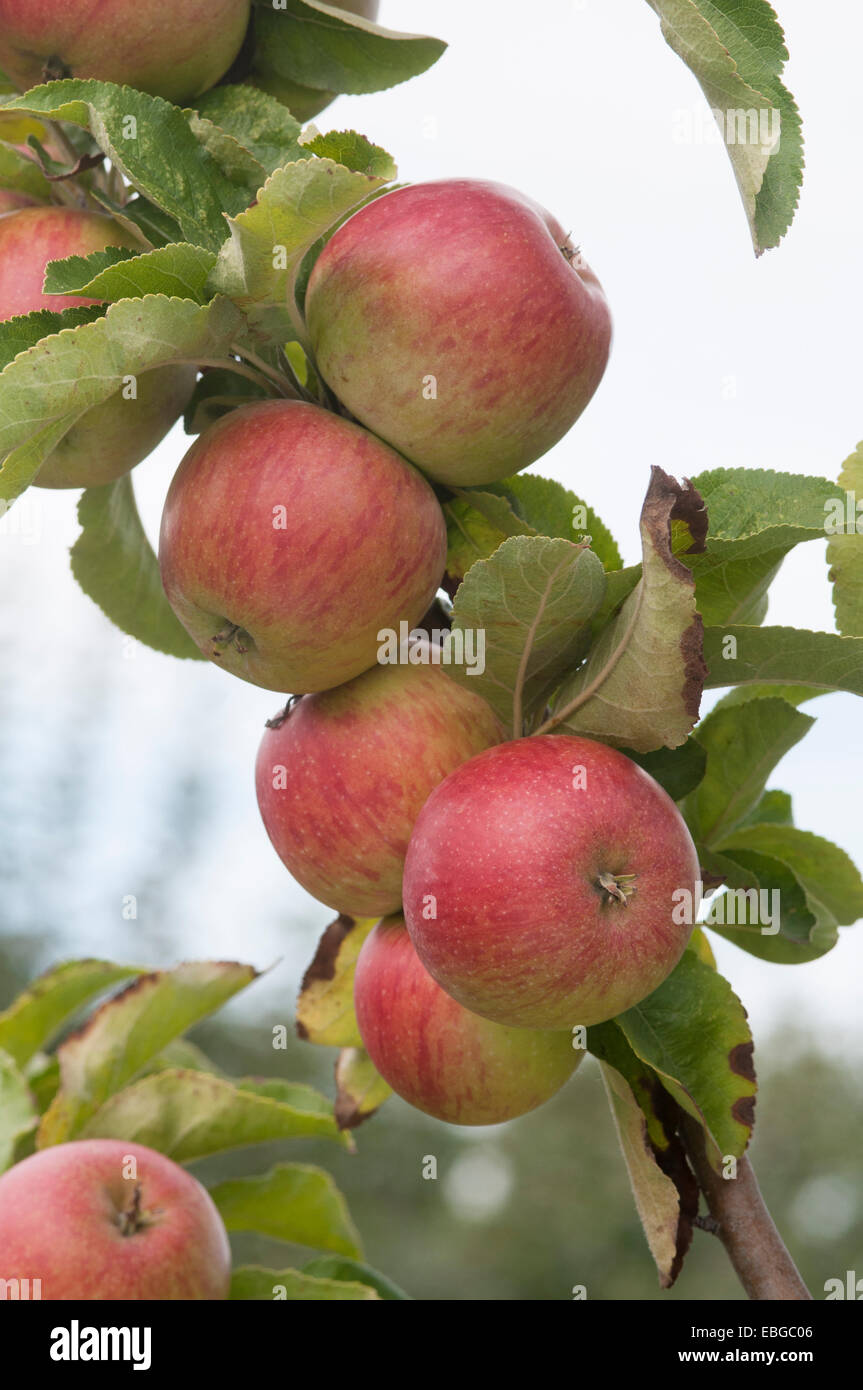 Apple's seedling Moss Banque D'Images