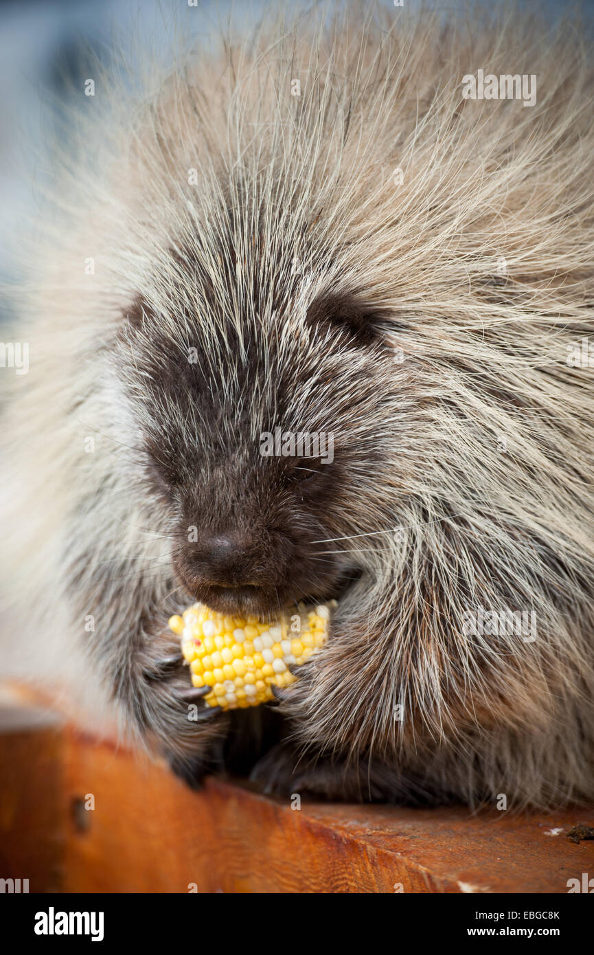 (Porcupine Hystricidae Hystricomorphes) eating corn Banque D'Images