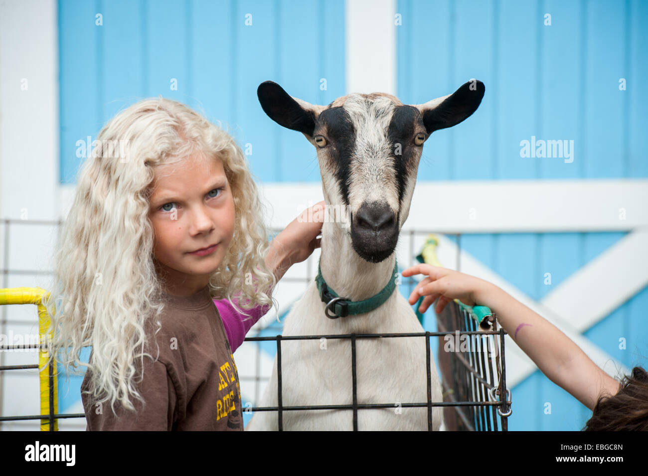 Chèvre (Capra aegagrus hircus) à traire une journée de reconnaissance de l'agriculture en Alaska Banque D'Images