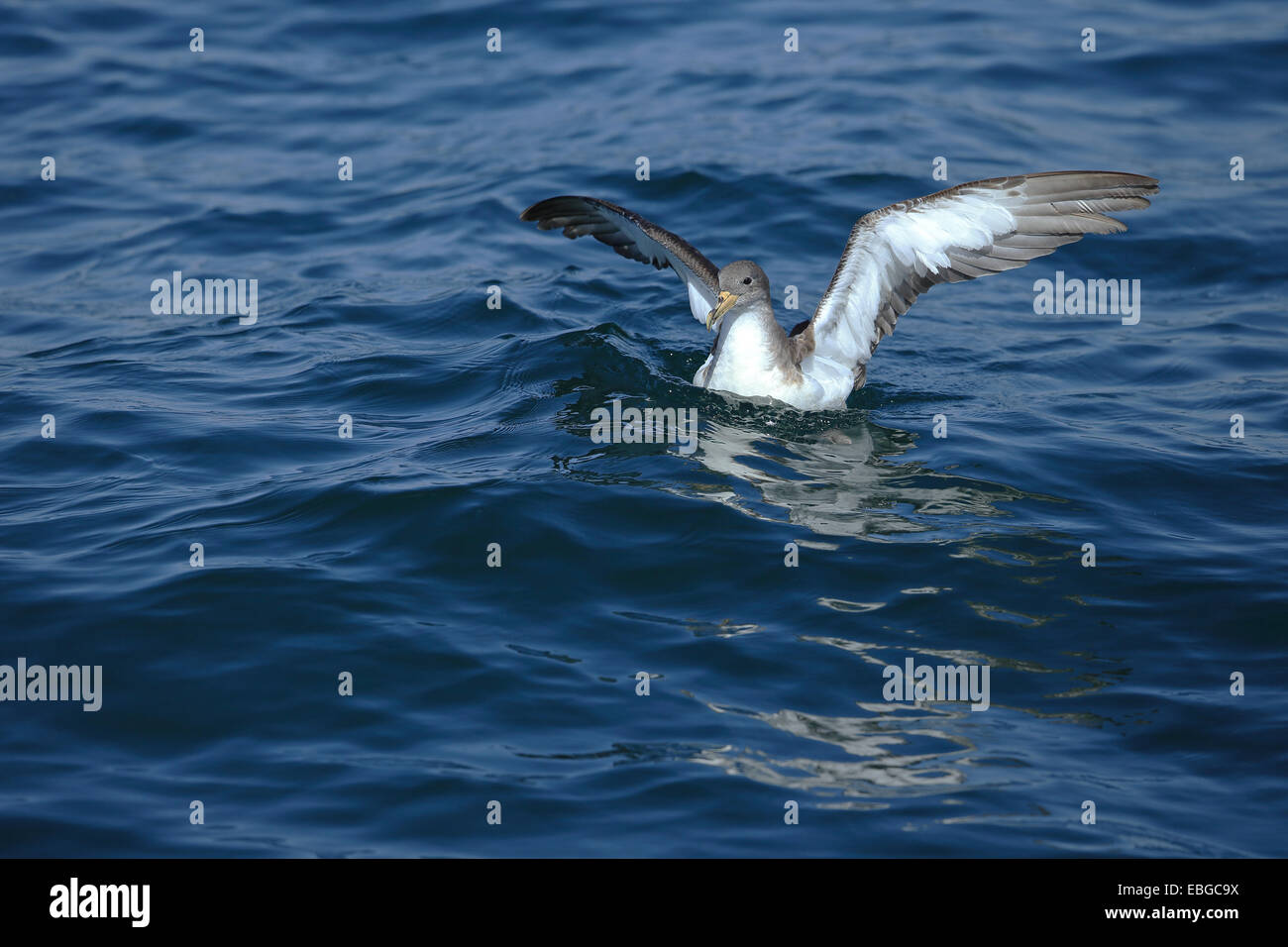 Puffin cendré (Calonectris diomedea borealis) Banque D'Images