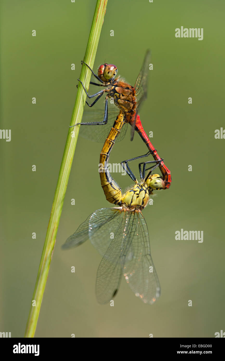Sympetrum depressiusculum dards (marais) l'accouplement, Versoix, Canton de Genève, Suisse Banque D'Images