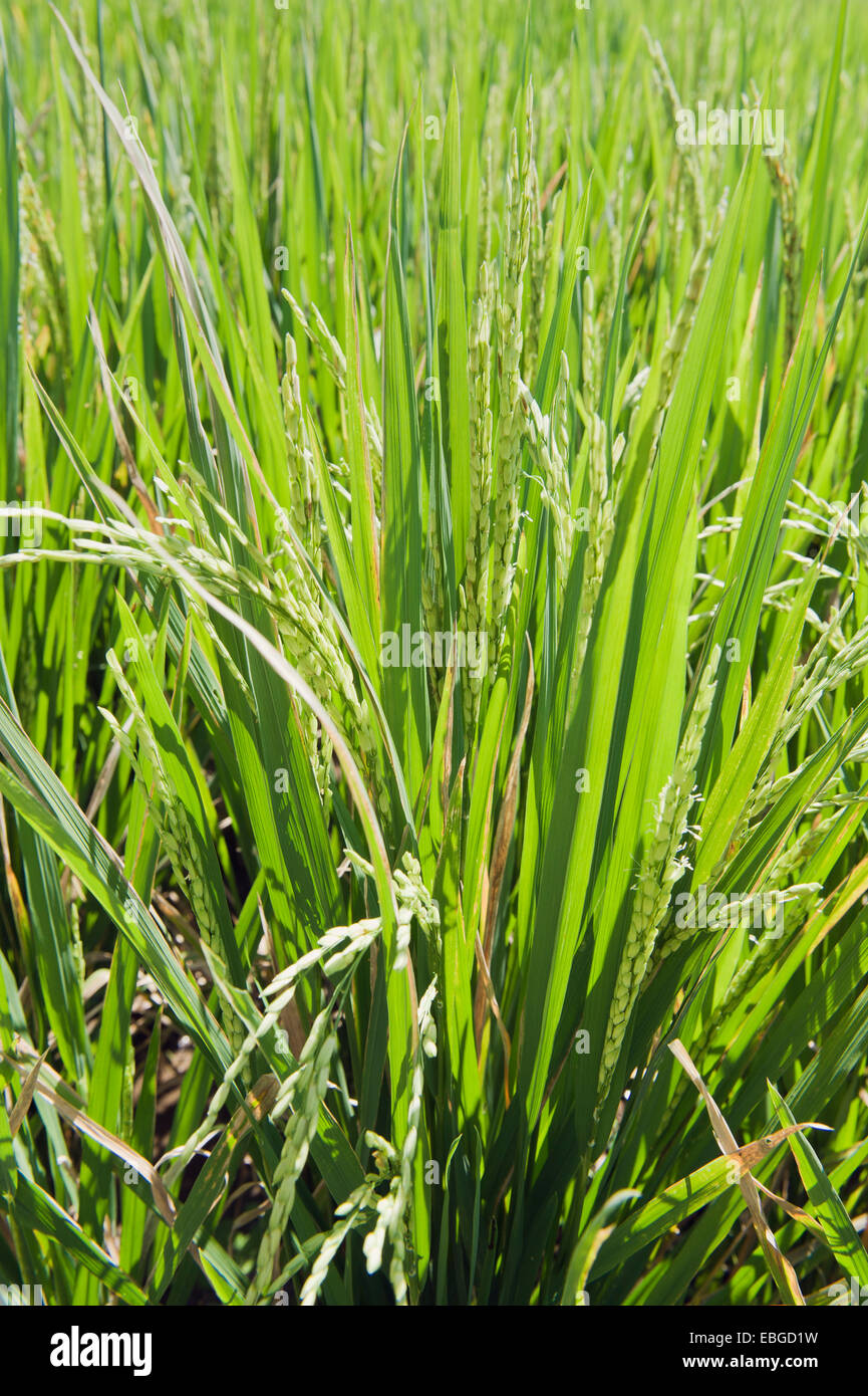 Les plants de riz (Oryza sativa) croissant dans une rizière, Tegallalang, Bali, Indonésie Banque D'Images