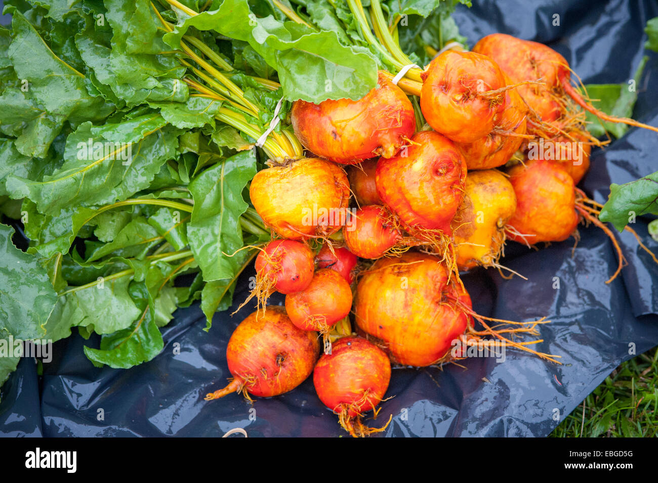 Le Navet (Brassica rapa rapa) après la récolte Banque D'Images