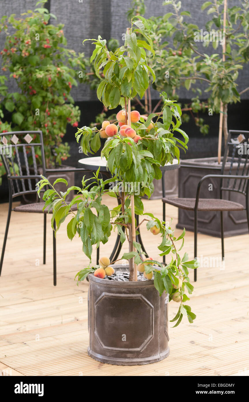 Peach Tree sur lame de conteneurs Banque D'Images