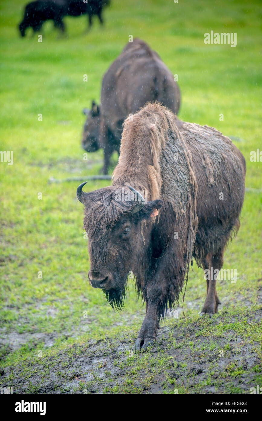 Le bison des bois (Bison bison athabascae) (Wood Buffalo) en Alaska. Banque D'Images