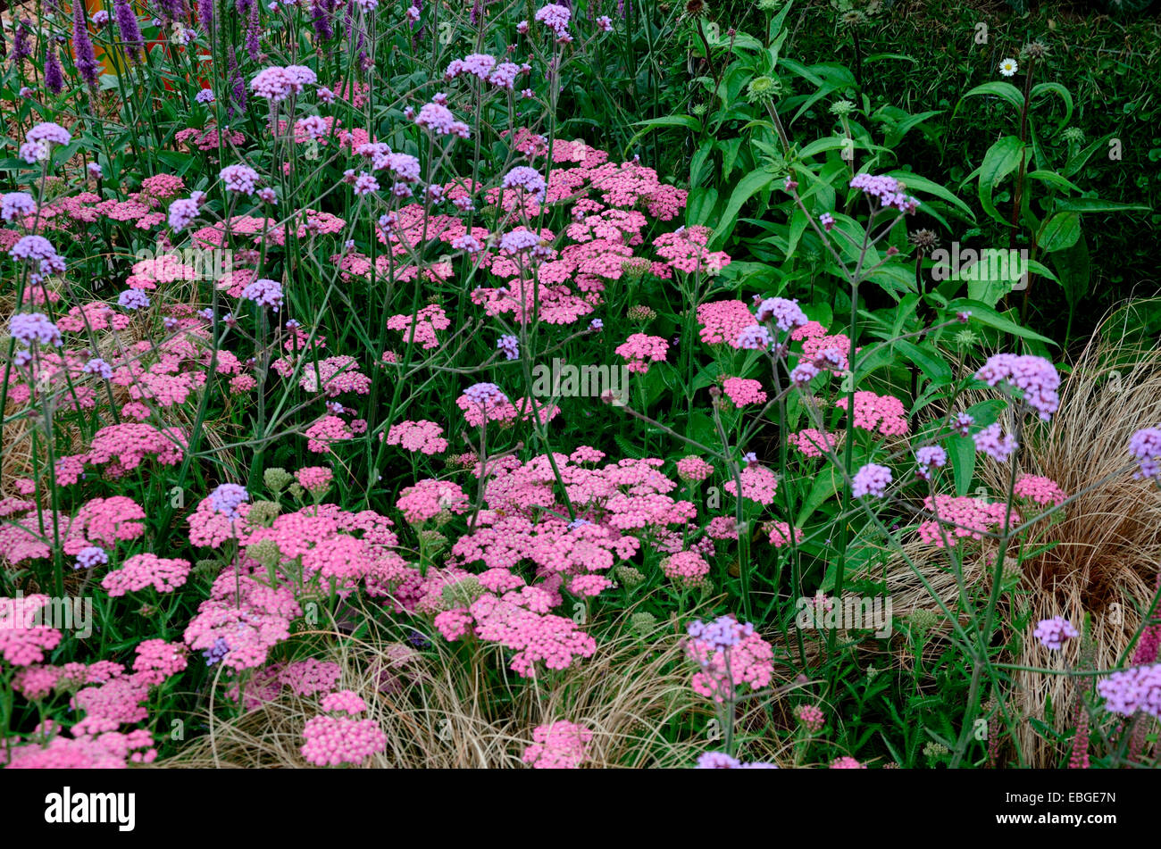 Près d'une frontière de fleurs colorées et attrayantes avec l'Achillea millefolium pamplemousse rose Banque D'Images