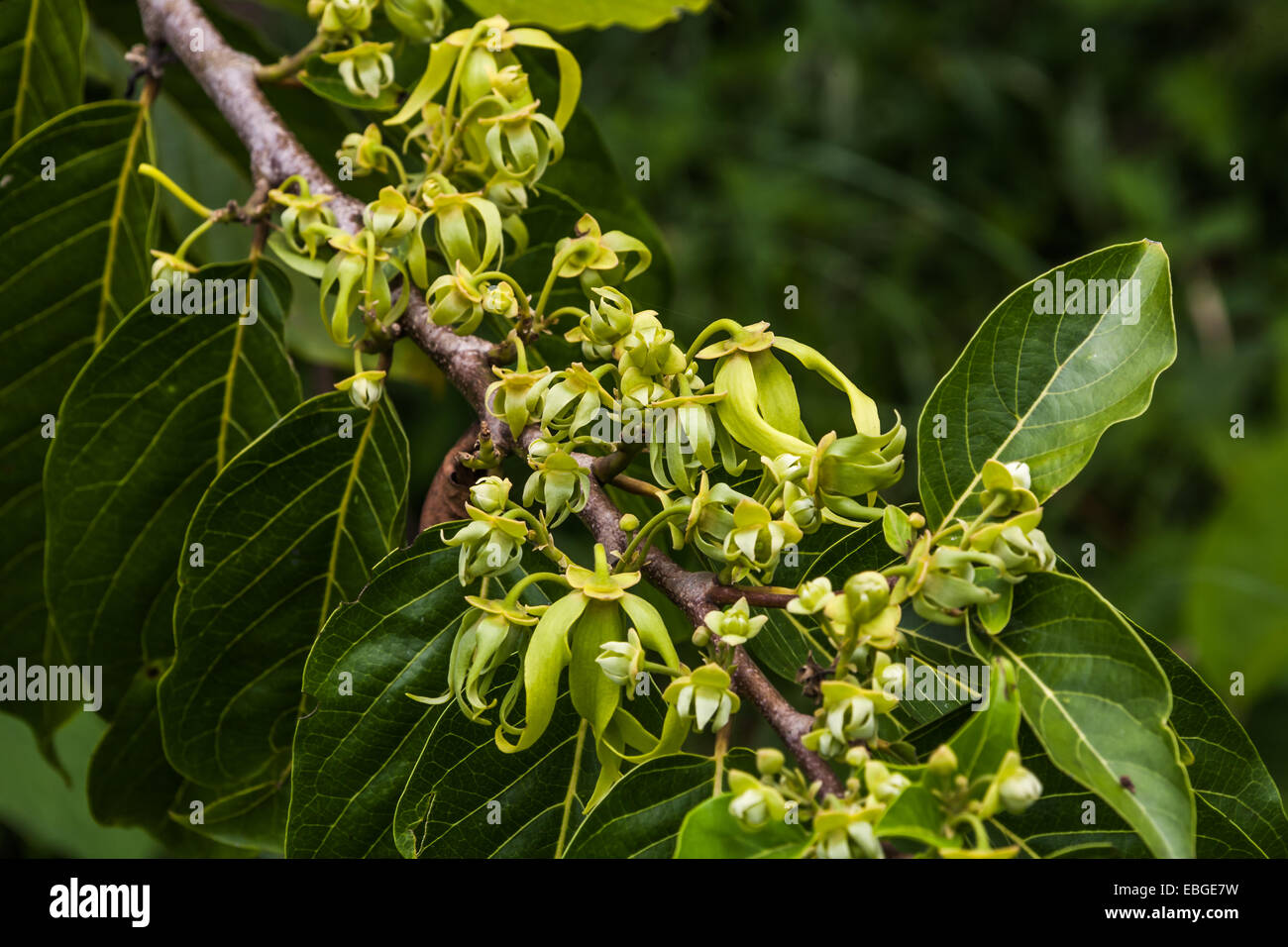 Fleurs d'ylang-ylang sur l'arbre, pour la fabrication d'huile essentielle à Nosy Be, Madagascar Banque D'Images