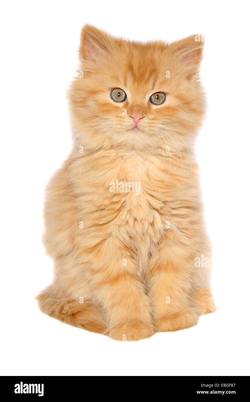 Chaton Longhair allemande Banque D'Images