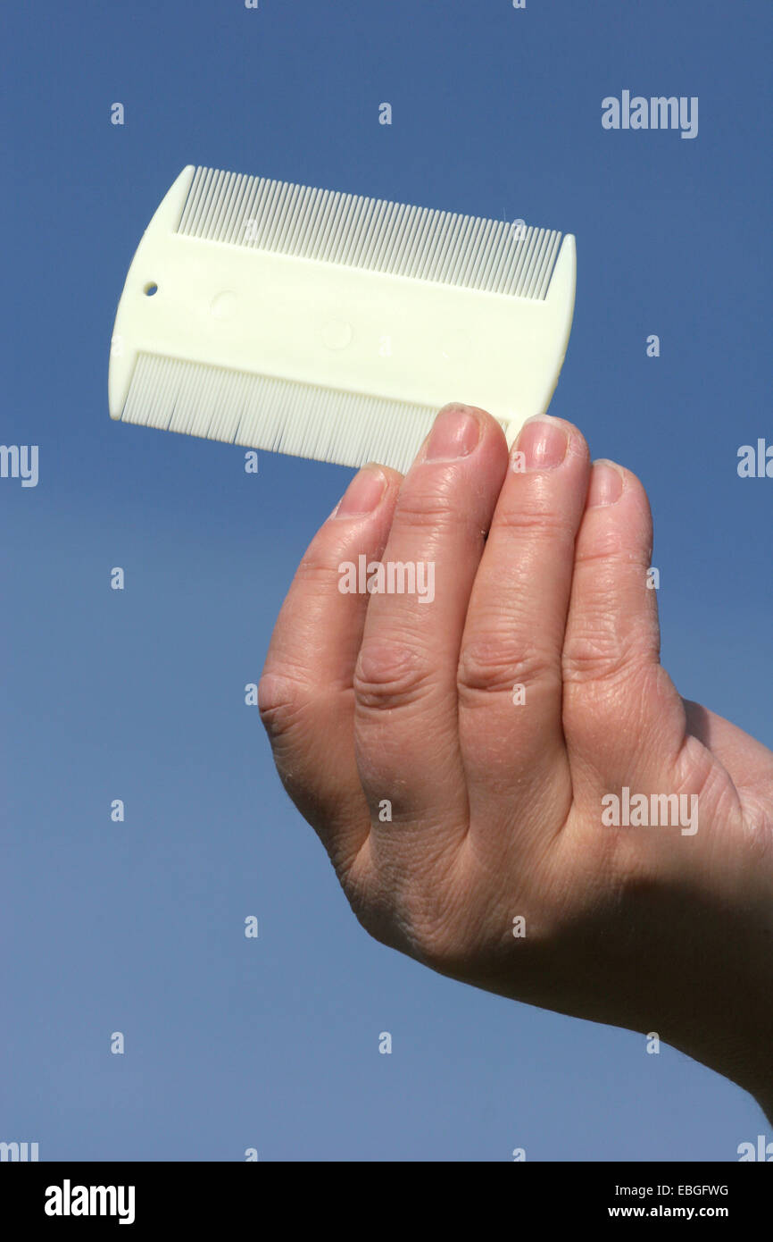 peigne à puces Banque D'Images