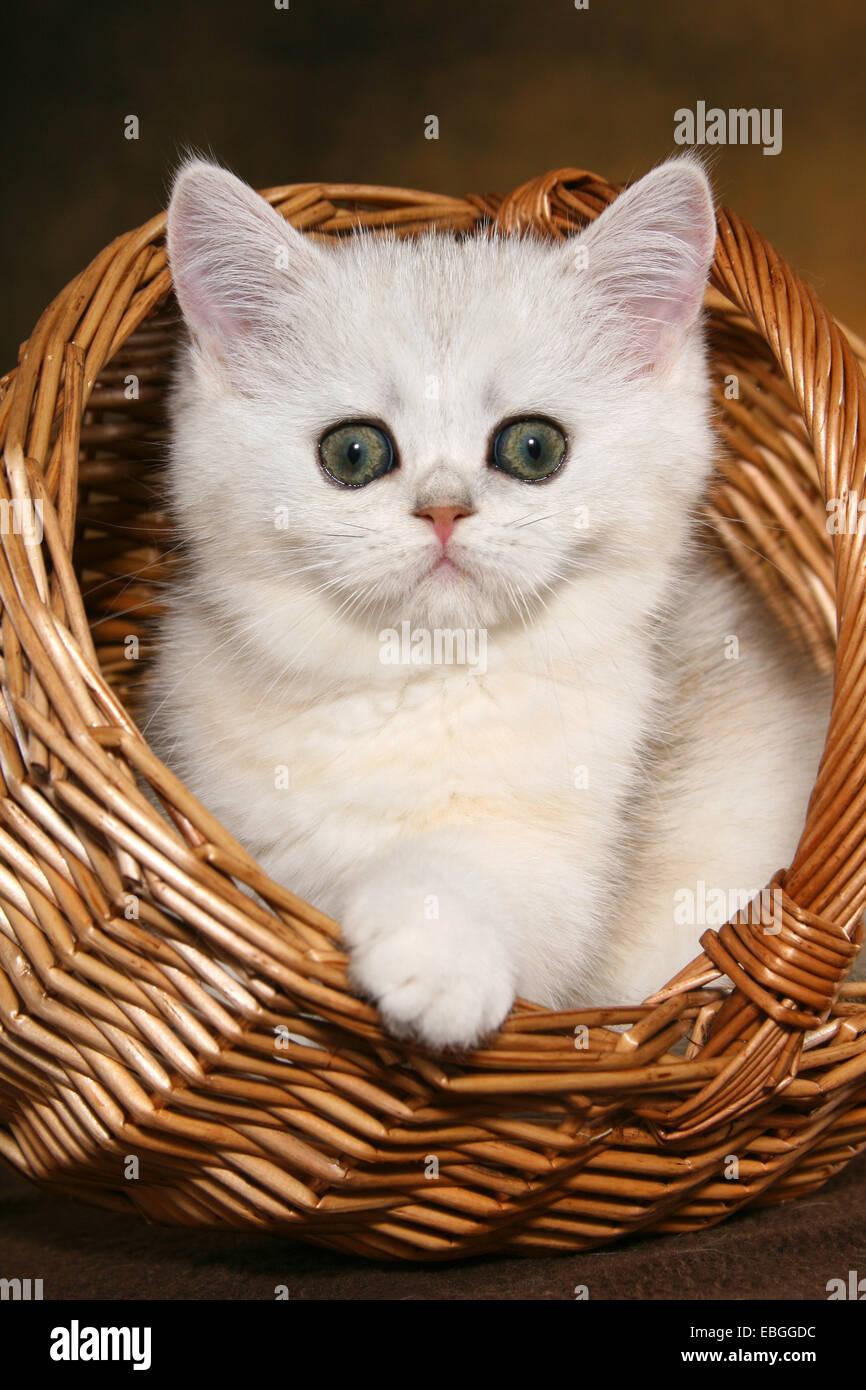 Chaton Exotic Shorthair Banque D'Images