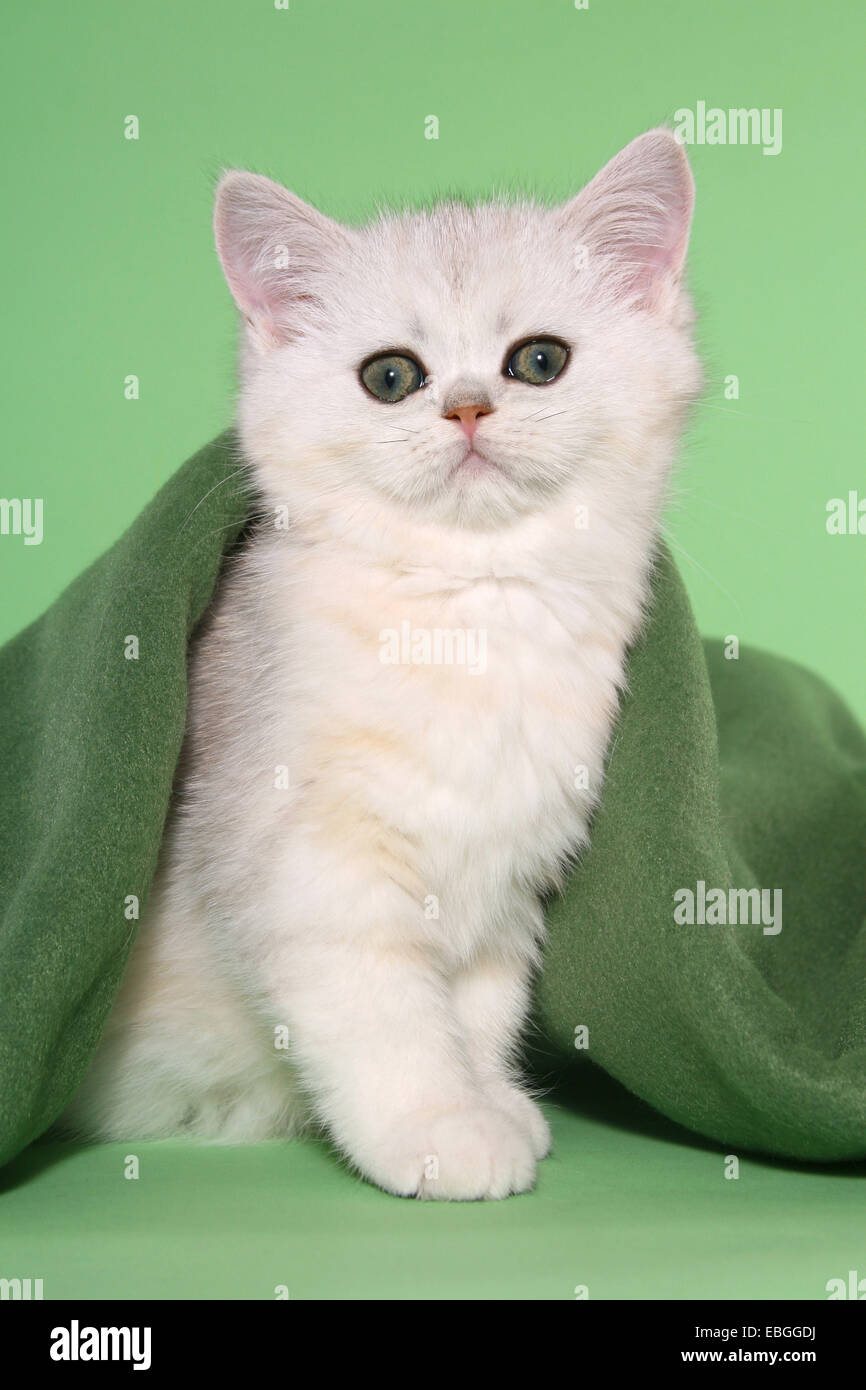Chaton Exotic Shorthair Banque D'Images