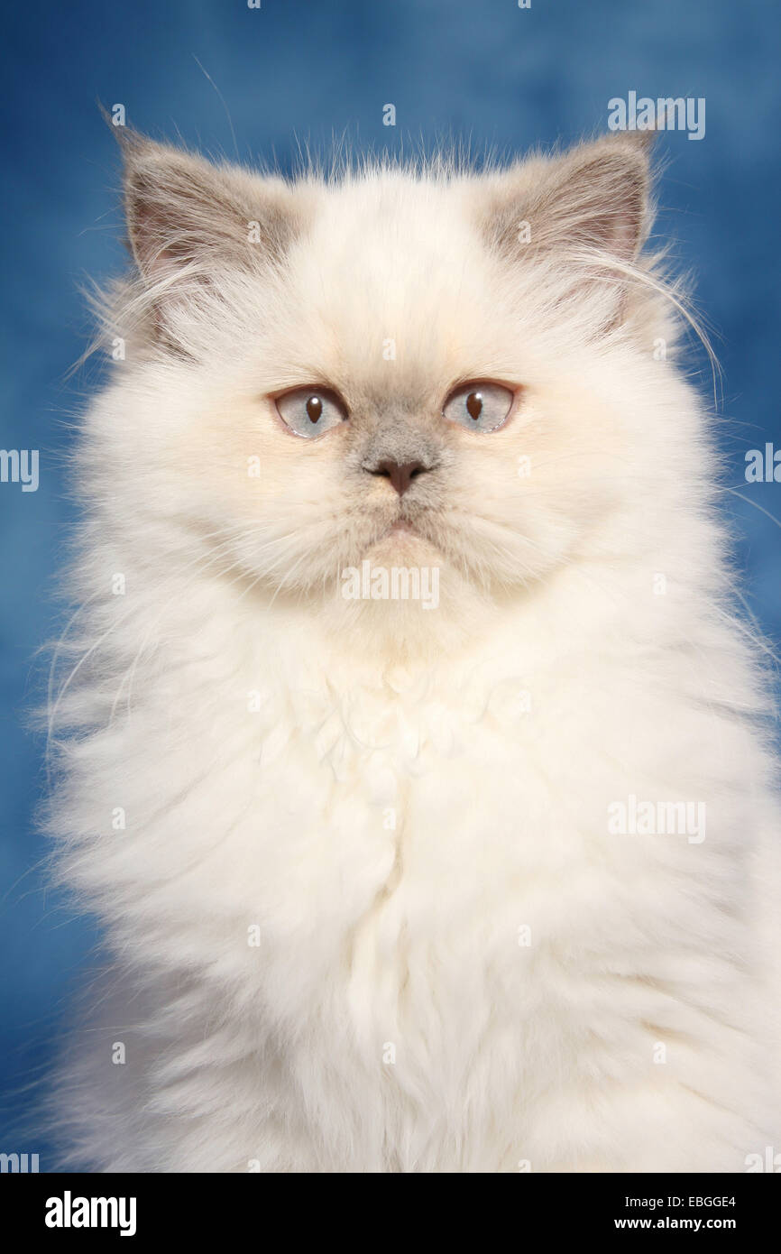 Portrait Chat Persan Photo Stock Alamy