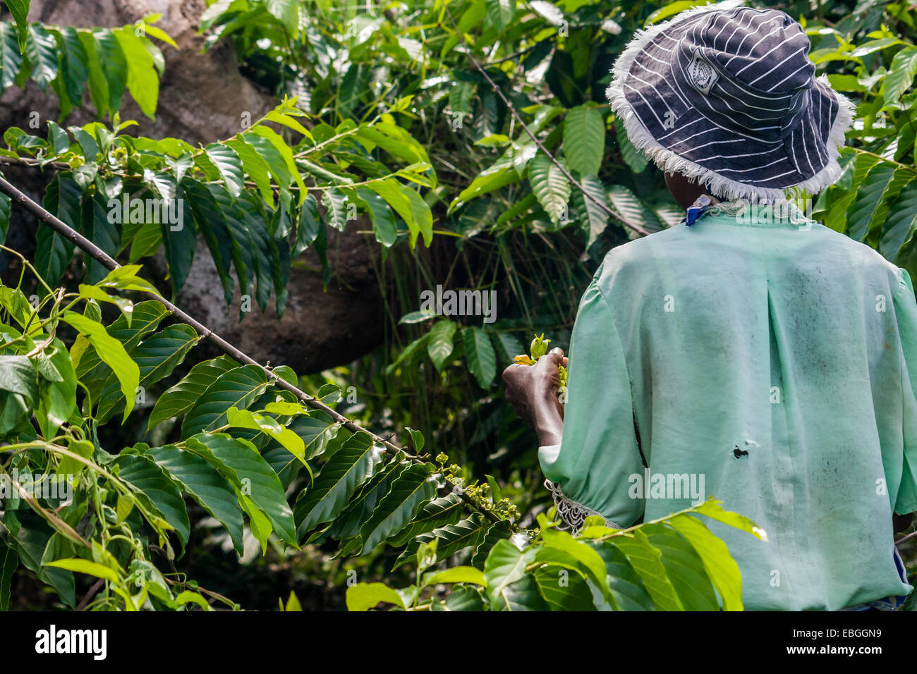 Femme Malgache la récolte l'ylang-ylang à Nosy Be, Madagascar Banque D'Images