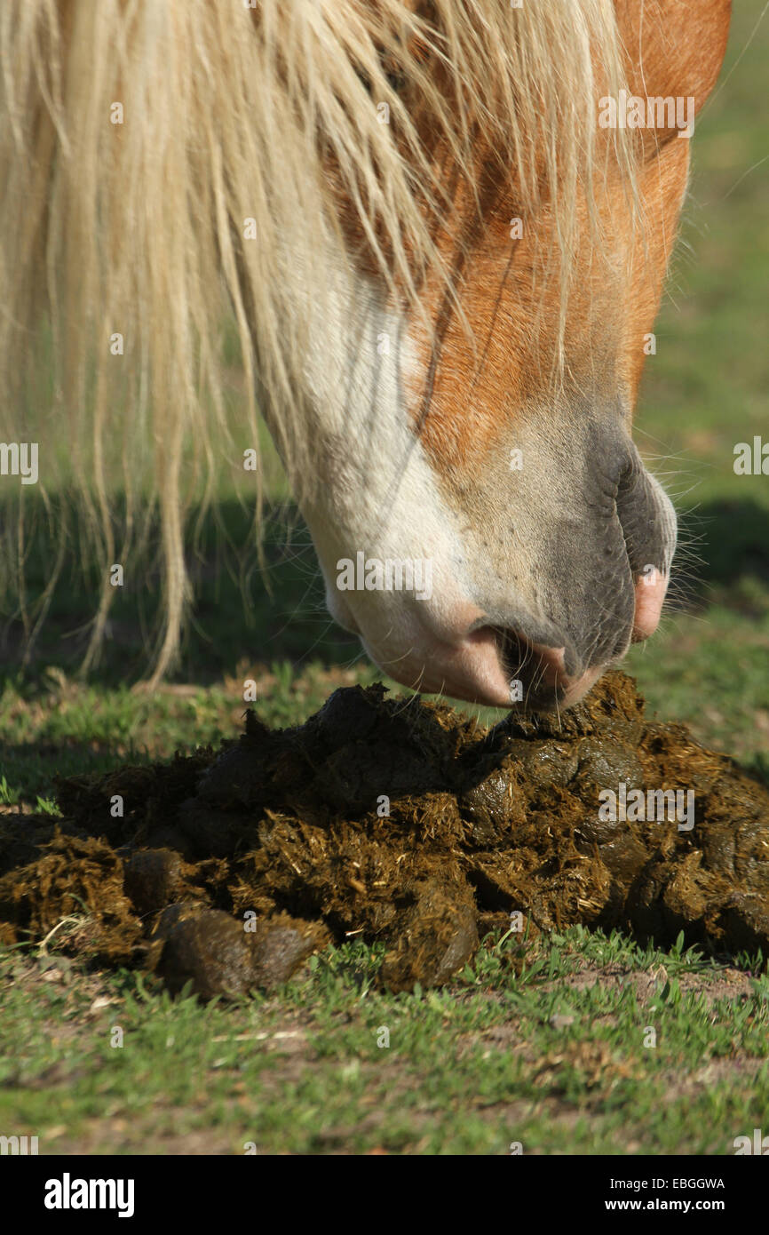 Morceaux de bouse de cheval Banque de photographies et d’images à haute — free download