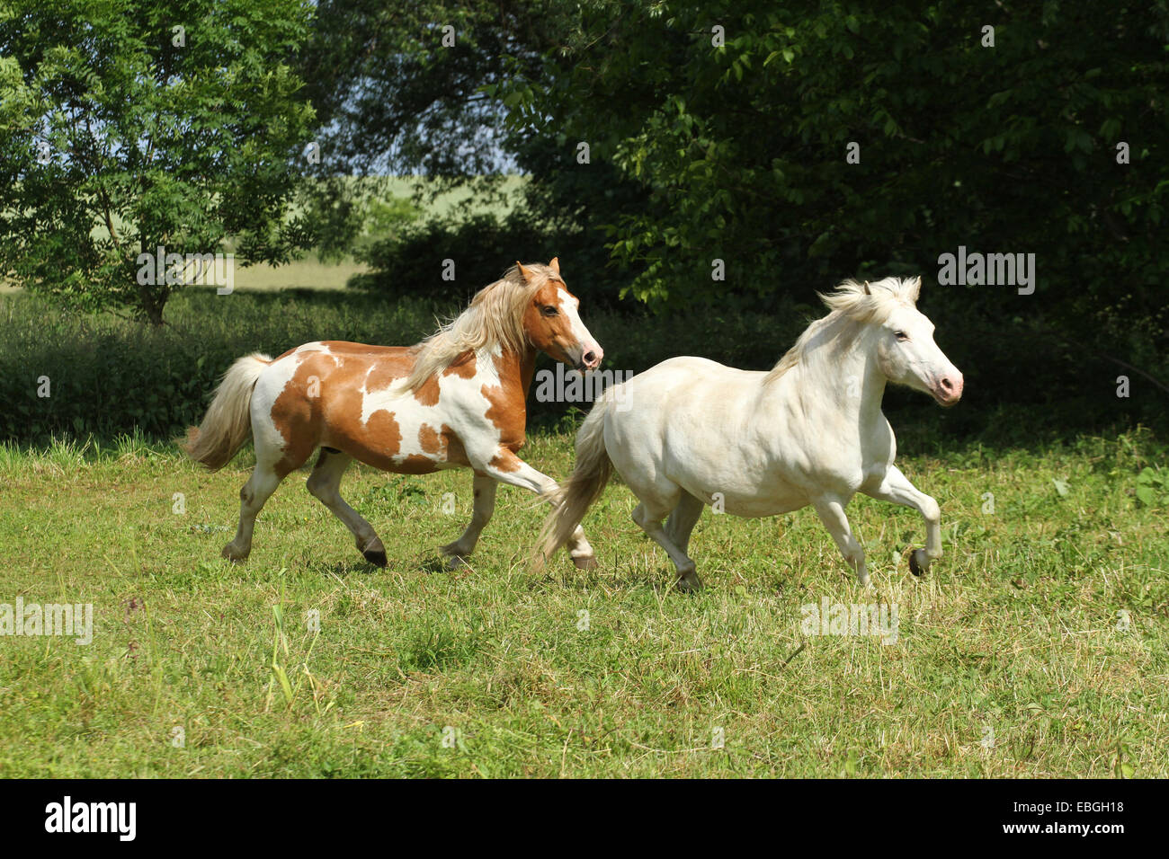 poneys au trot Banque D'Images
