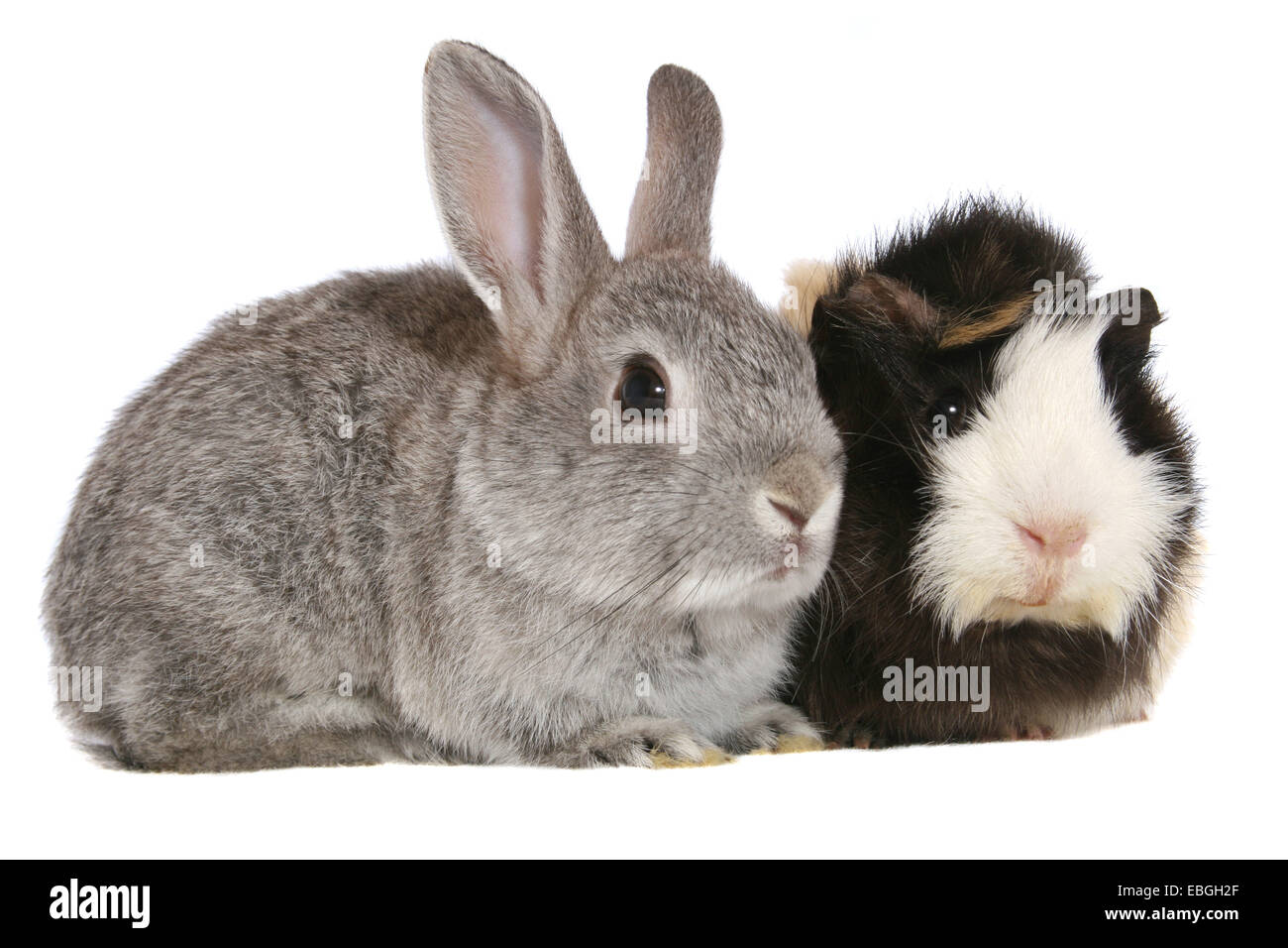 Lapin et cochon guninea Banque D'Images