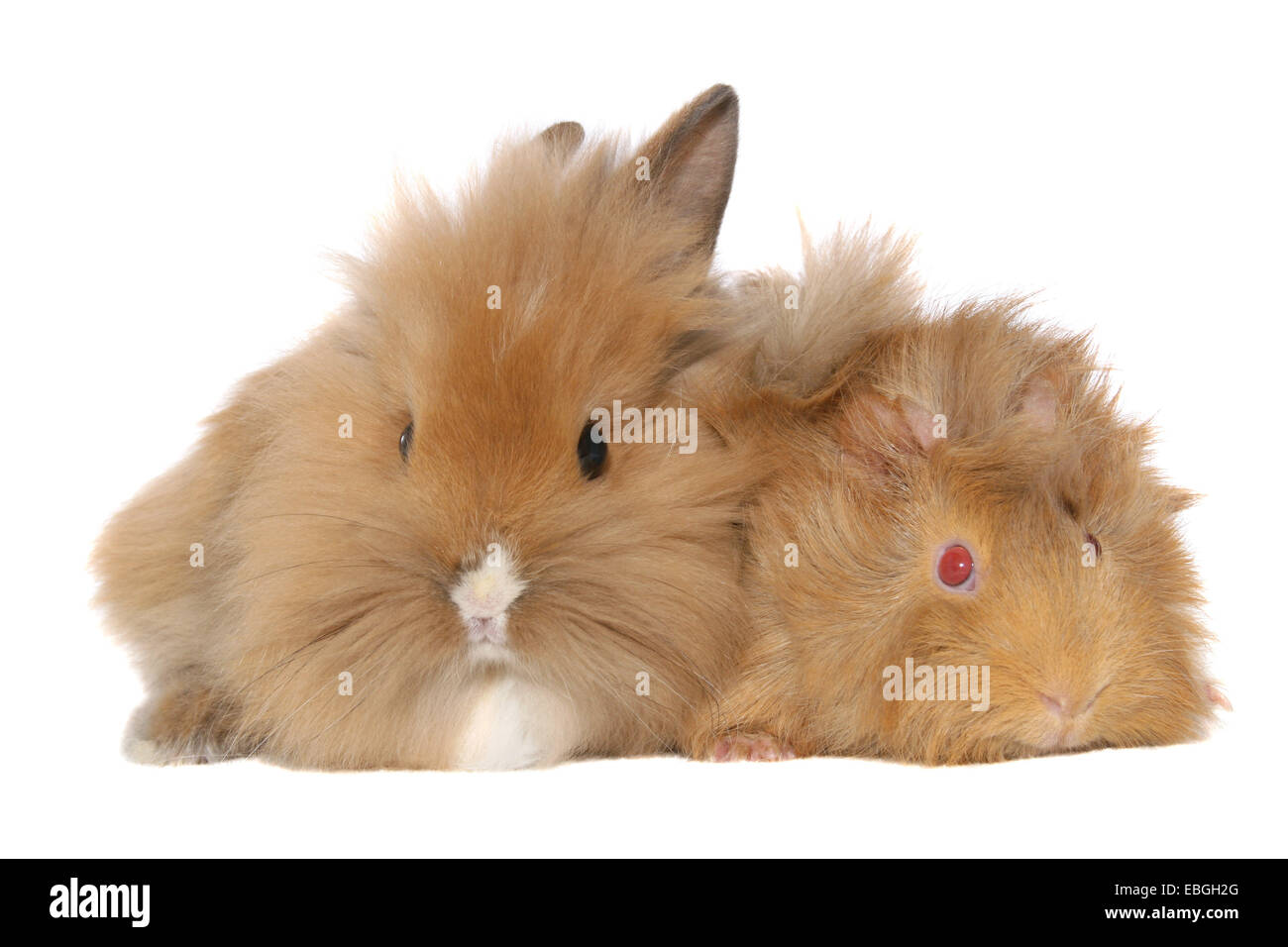 Lapin et cochon guninea Banque D'Images