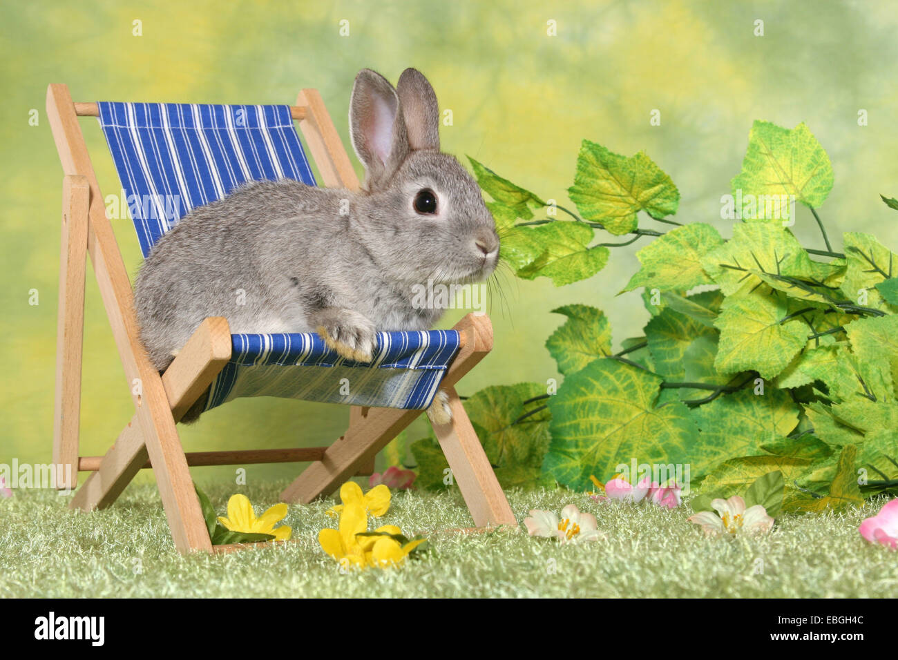 jeune lapin Banque D'Images