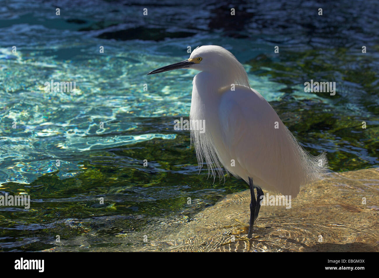 Aigrette neigeuse (Egretta thula), debout dans l'eau, États-Unis, Californie Banque D'Images