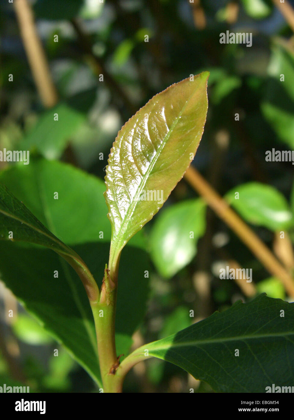 Saoudite plateau, le khat (Catha edulis), jeune feuille Banque D'Images