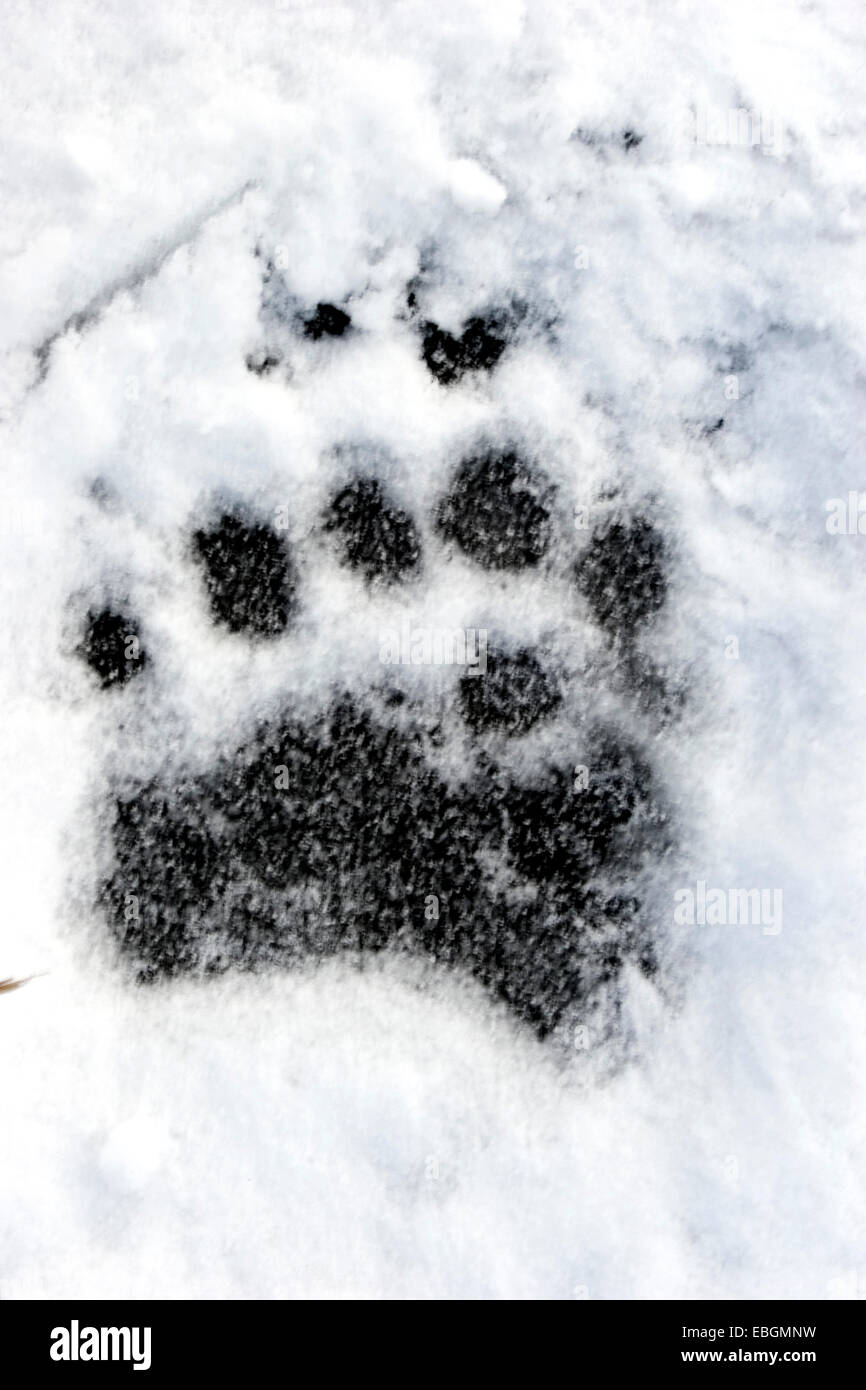 Empreintes d'ours polaires Banque de photographies et d'images à haute  résolution - Alamy