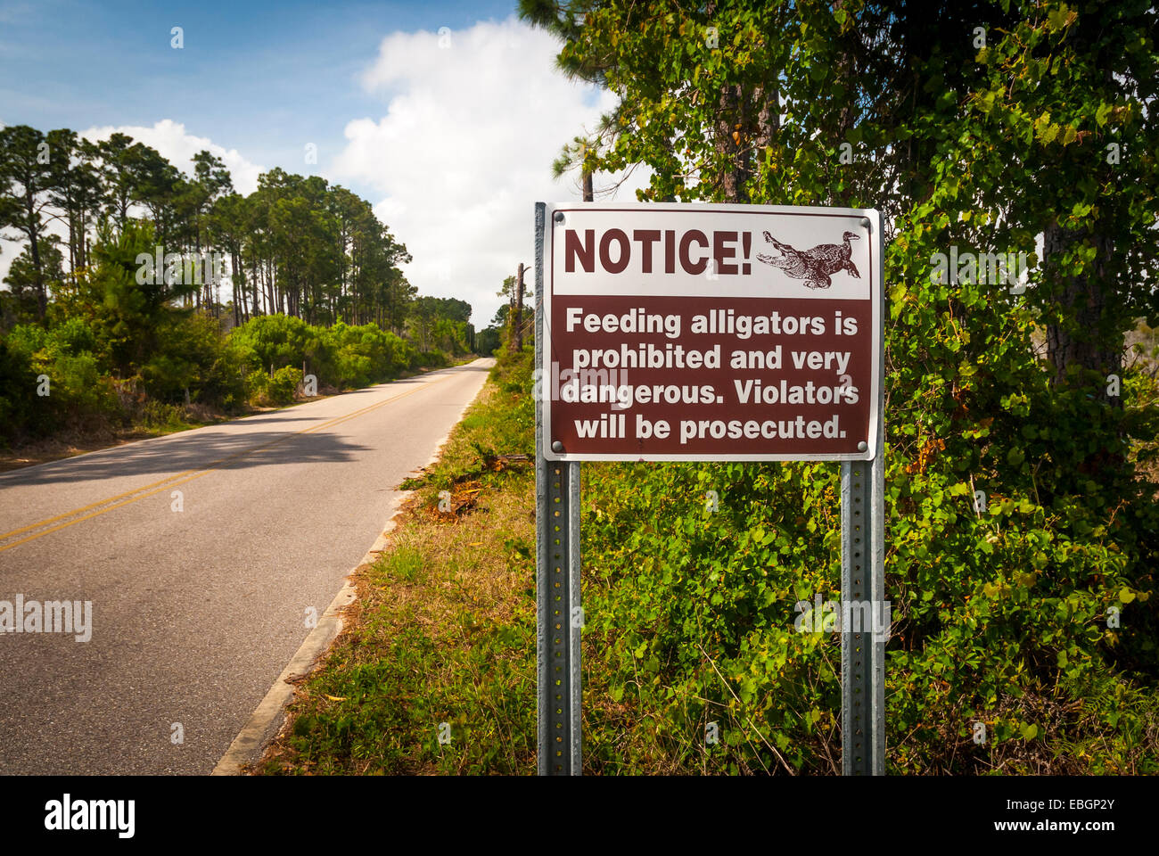 Panneau d'avertissement d'Alligator adjacent à un parc d'état Gulf State Park en route le long de la côte du golfe de l'Alabama . Banque D'Images