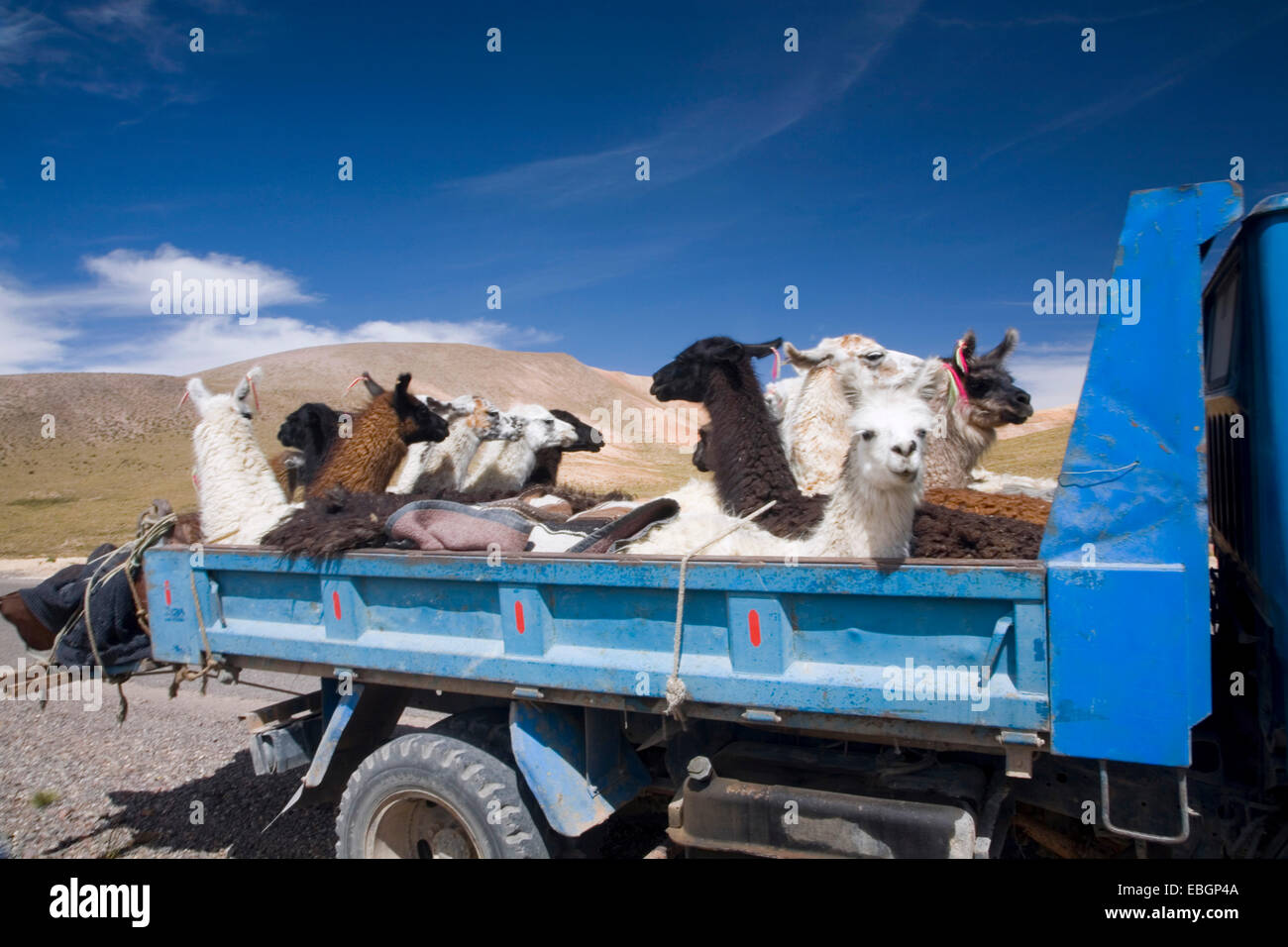 Le lama (Lama glama), camion avec des lamas sur la route 11, Chili Banque D'Images