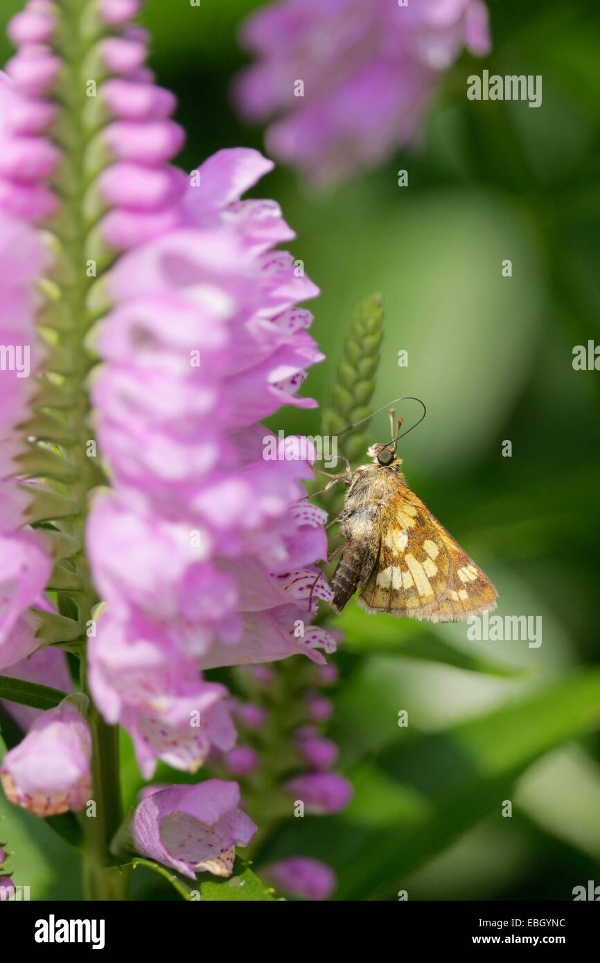 Peck's skipper papillon sur plante obéissante Banque D'Images