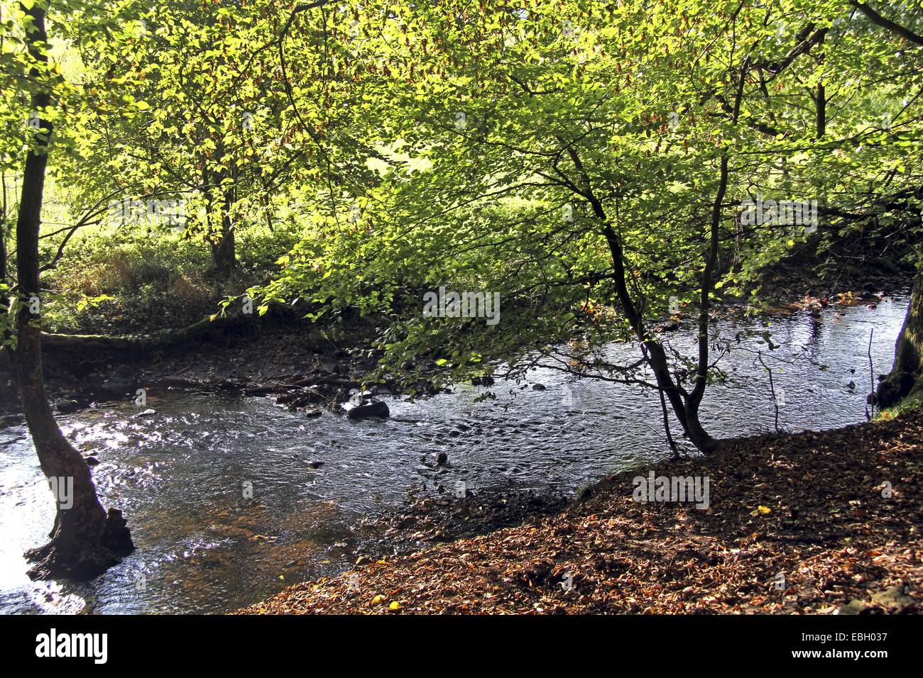 Le hêtre commun (Fagus sylvatica), de jeunes hêtres le long d'un ruisseau en été, Allemagne Banque D'Images