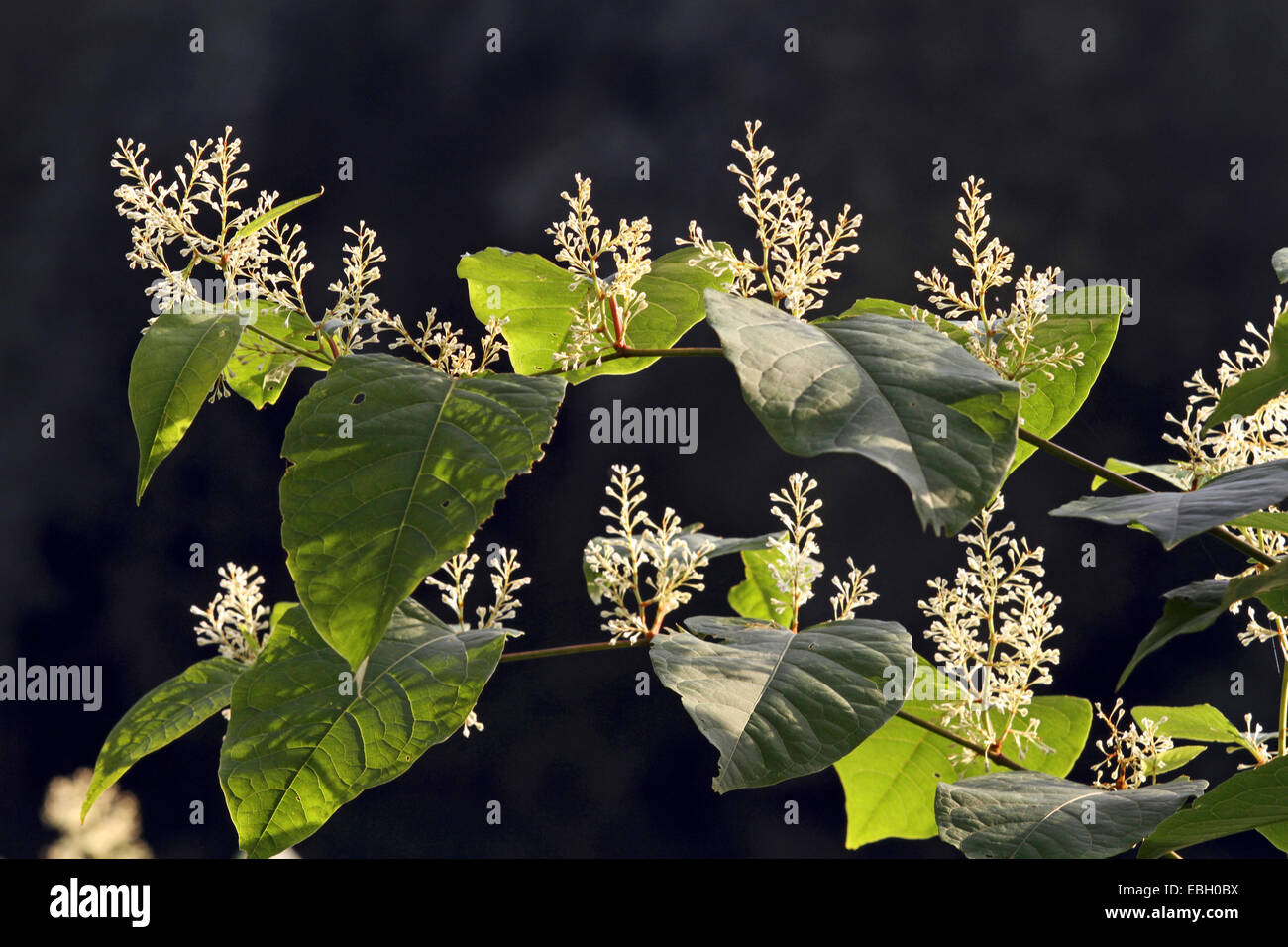 La renouée japonaise (Fallopia japonica, Reynoutria japonica), la floraison, Allemagne Banque D'Images