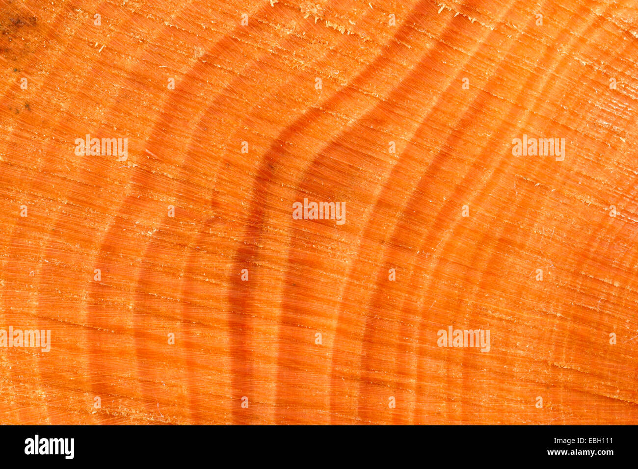 Anneaux d'un arbre Banque D'Images